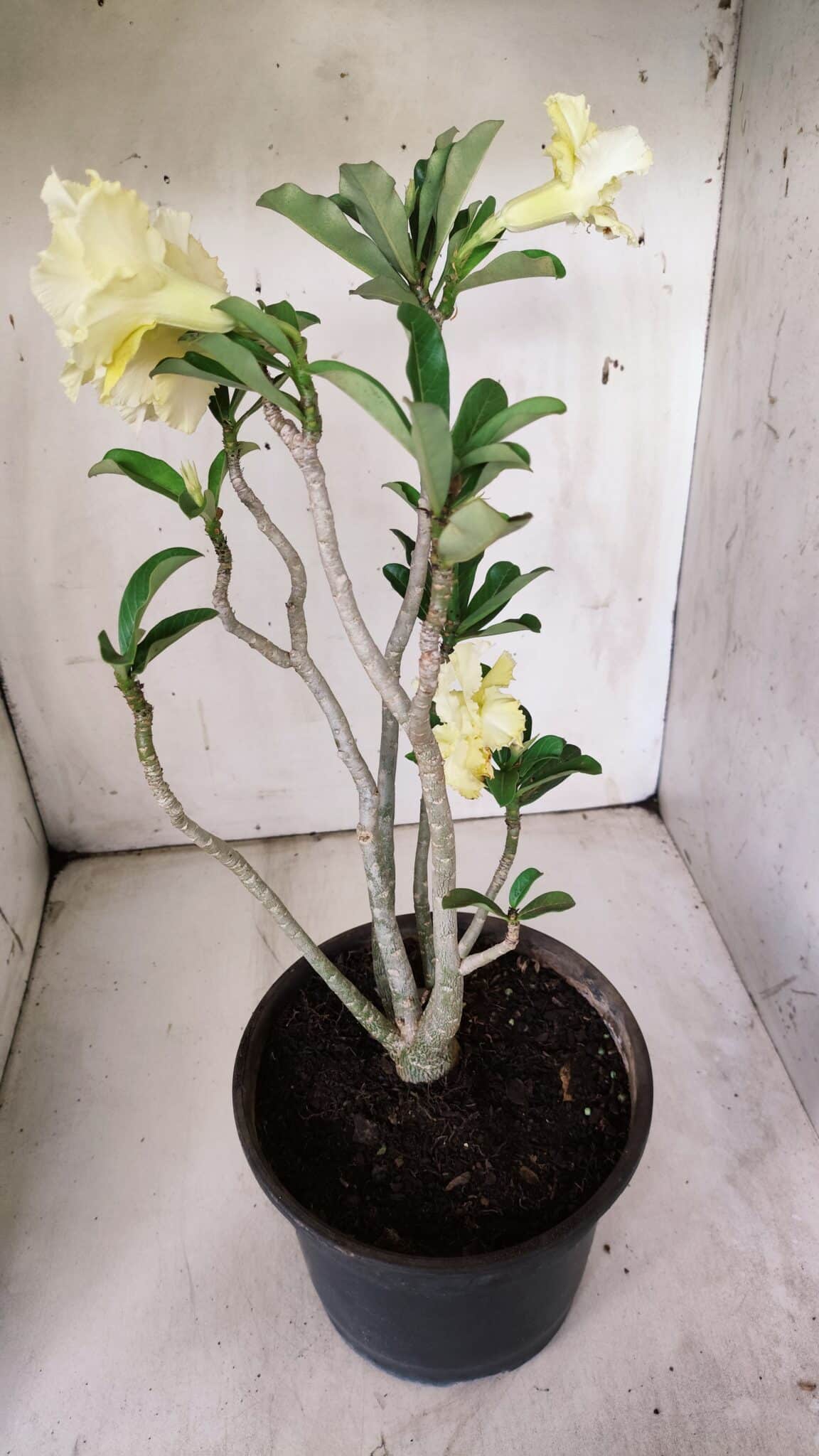Planta Dobrada 3066 – 45cm – 04 anos