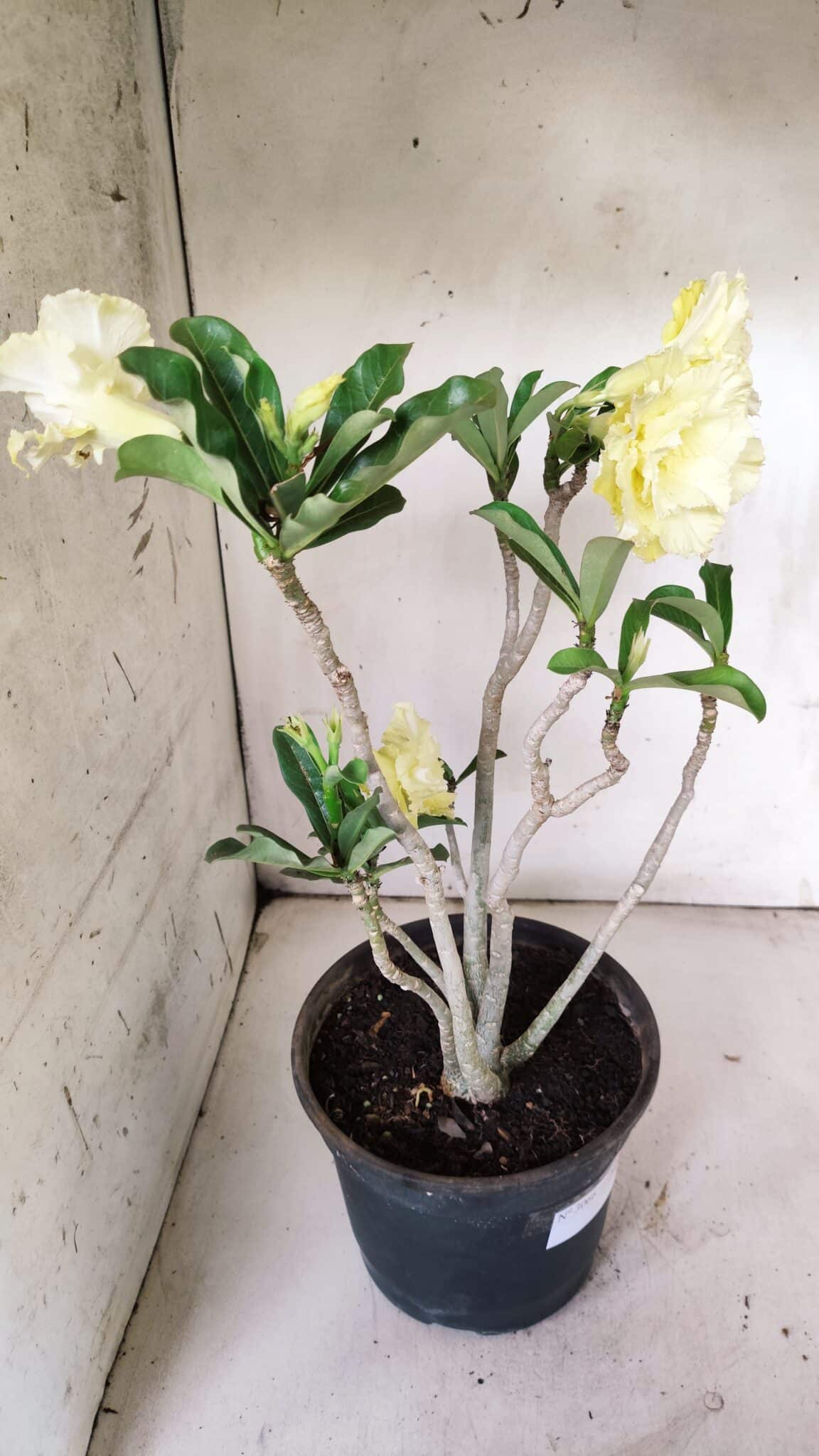 Planta Dobrada 3066 – 45cm – 04 anos