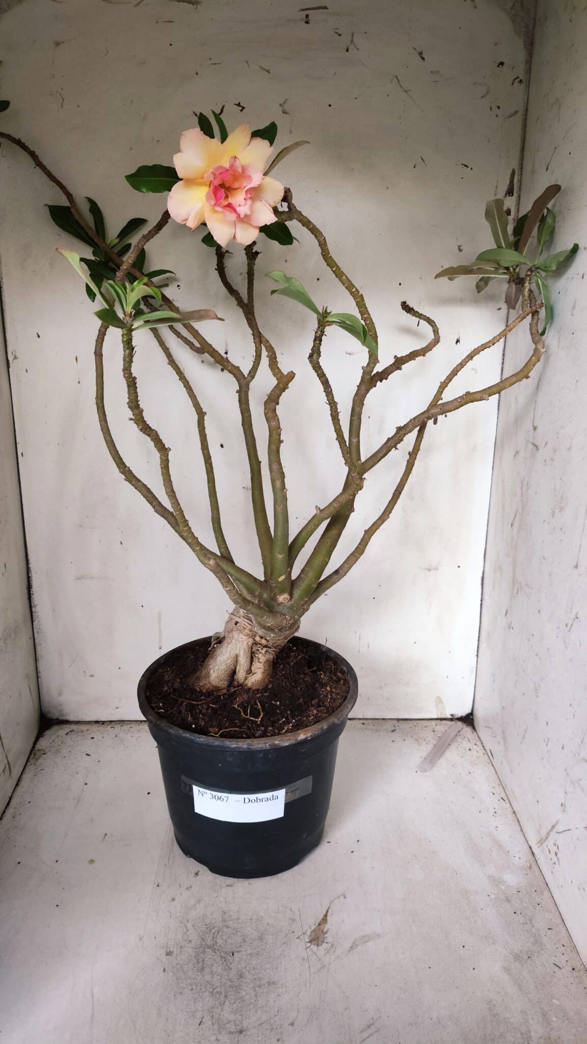 Planta Dobrada 3067 – 60cm – 05 anos