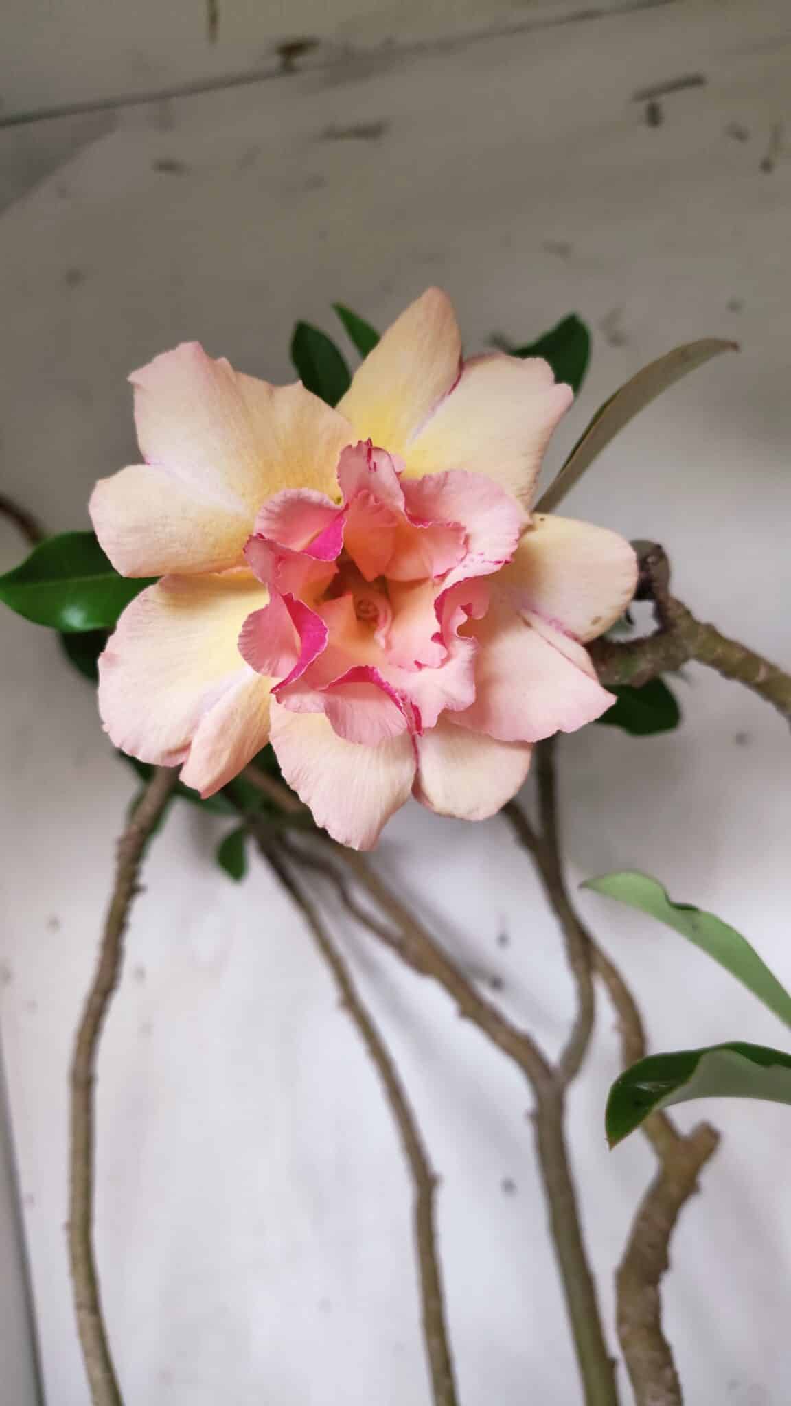 Planta Dobrada 3067 – 60cm – 05 anos