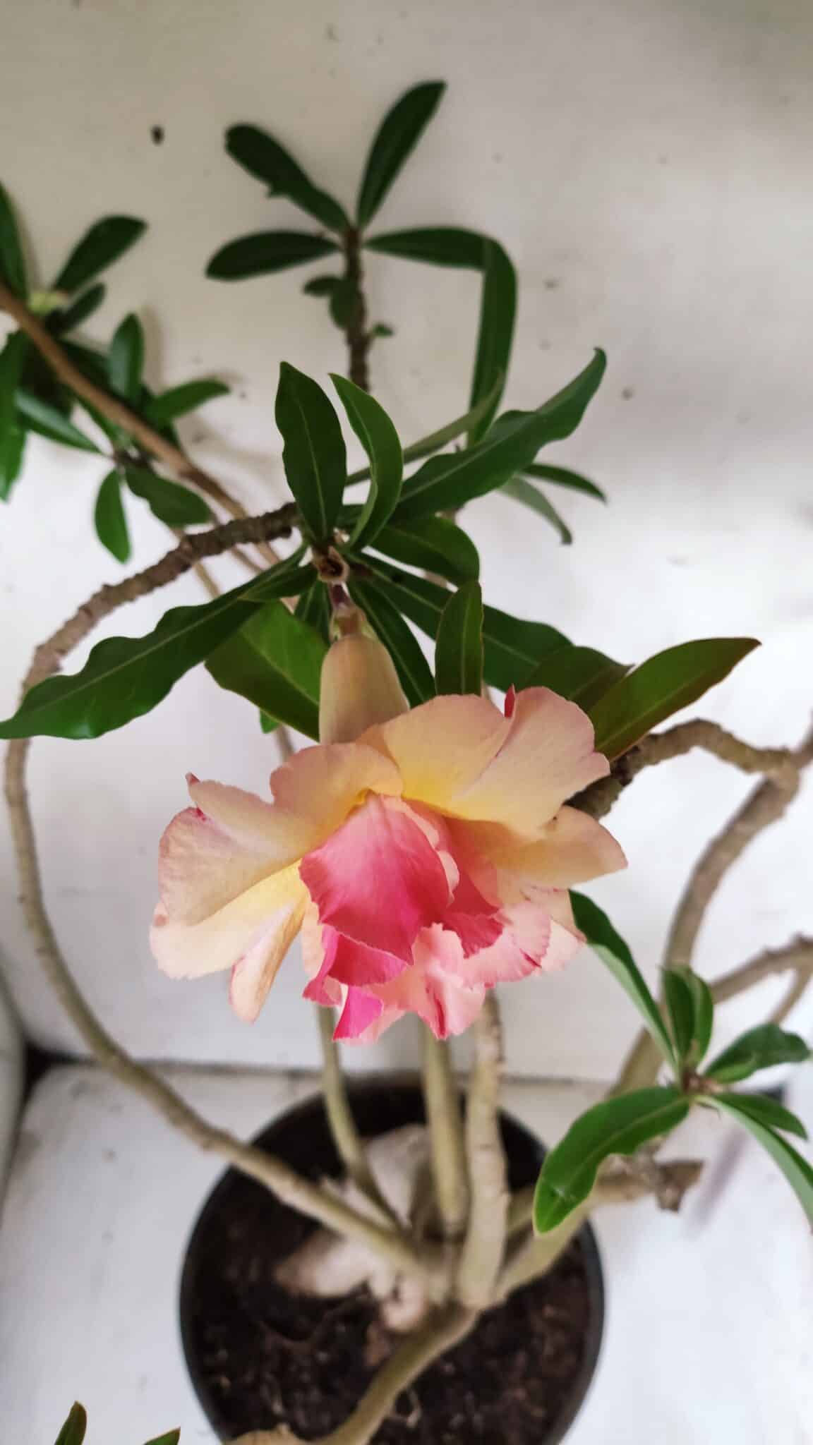 Planta Dobrada 3067 – 60cm – 05 anos