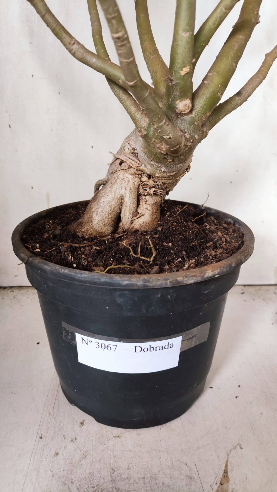 Planta Dobrada 3067 – 60cm – 05 anos