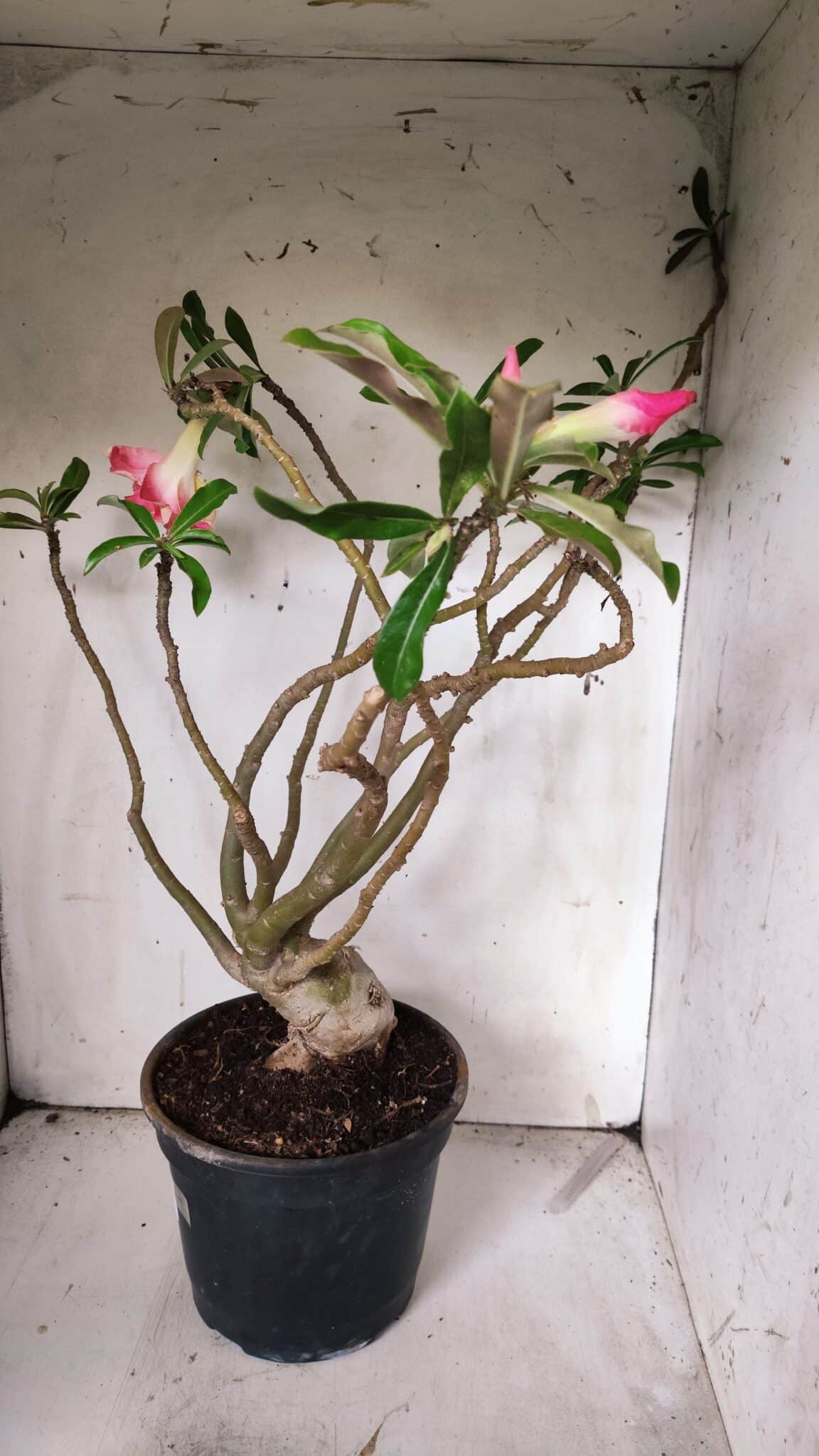 Planta Dobrada 3067 – 60cm – 05 anos