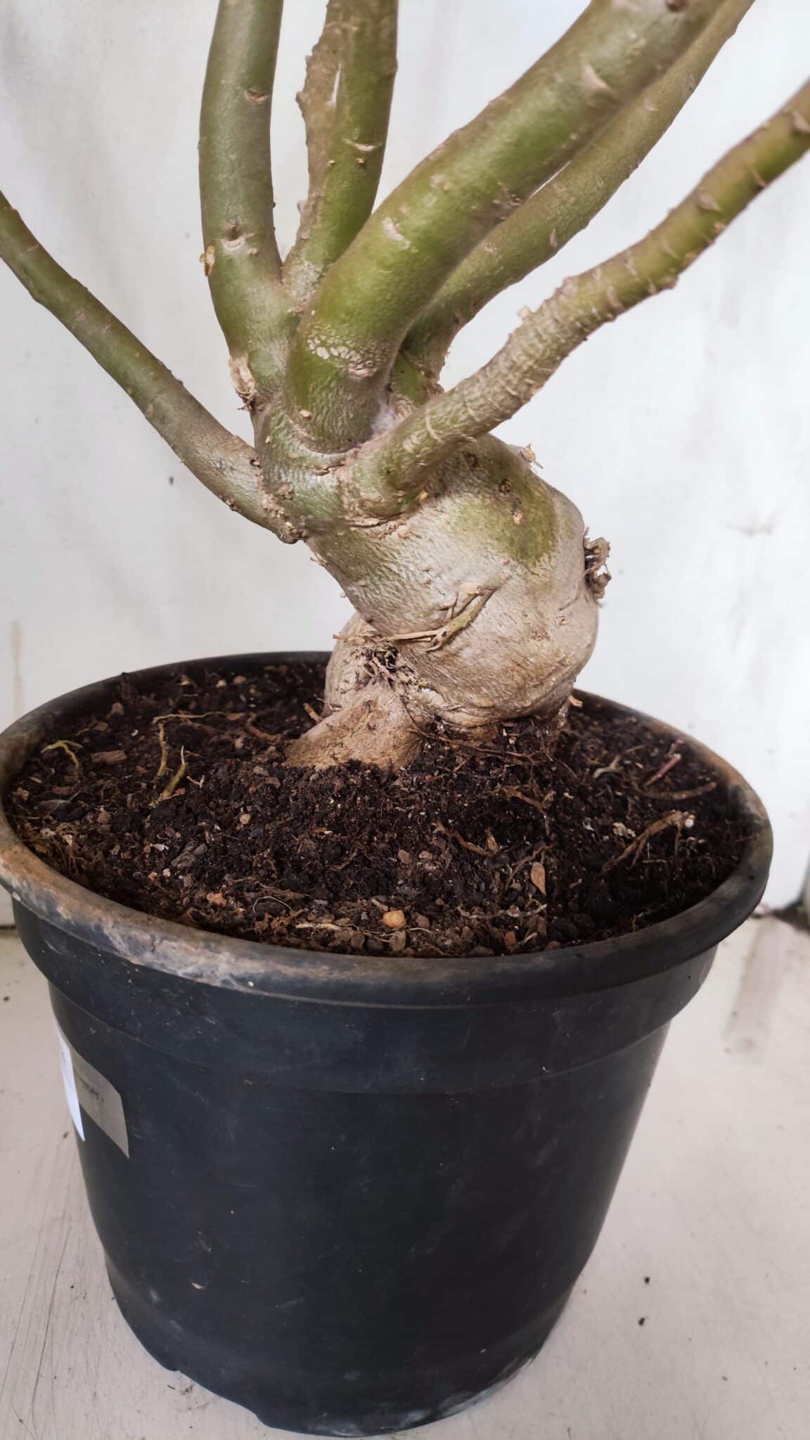 Planta Dobrada 3067 – 60cm – 05 anos