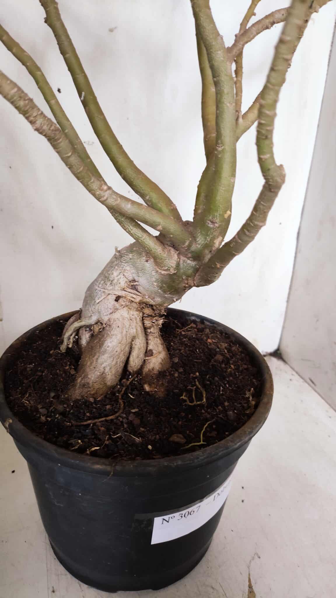 Planta Dobrada 3067 – 60cm – 05 anos