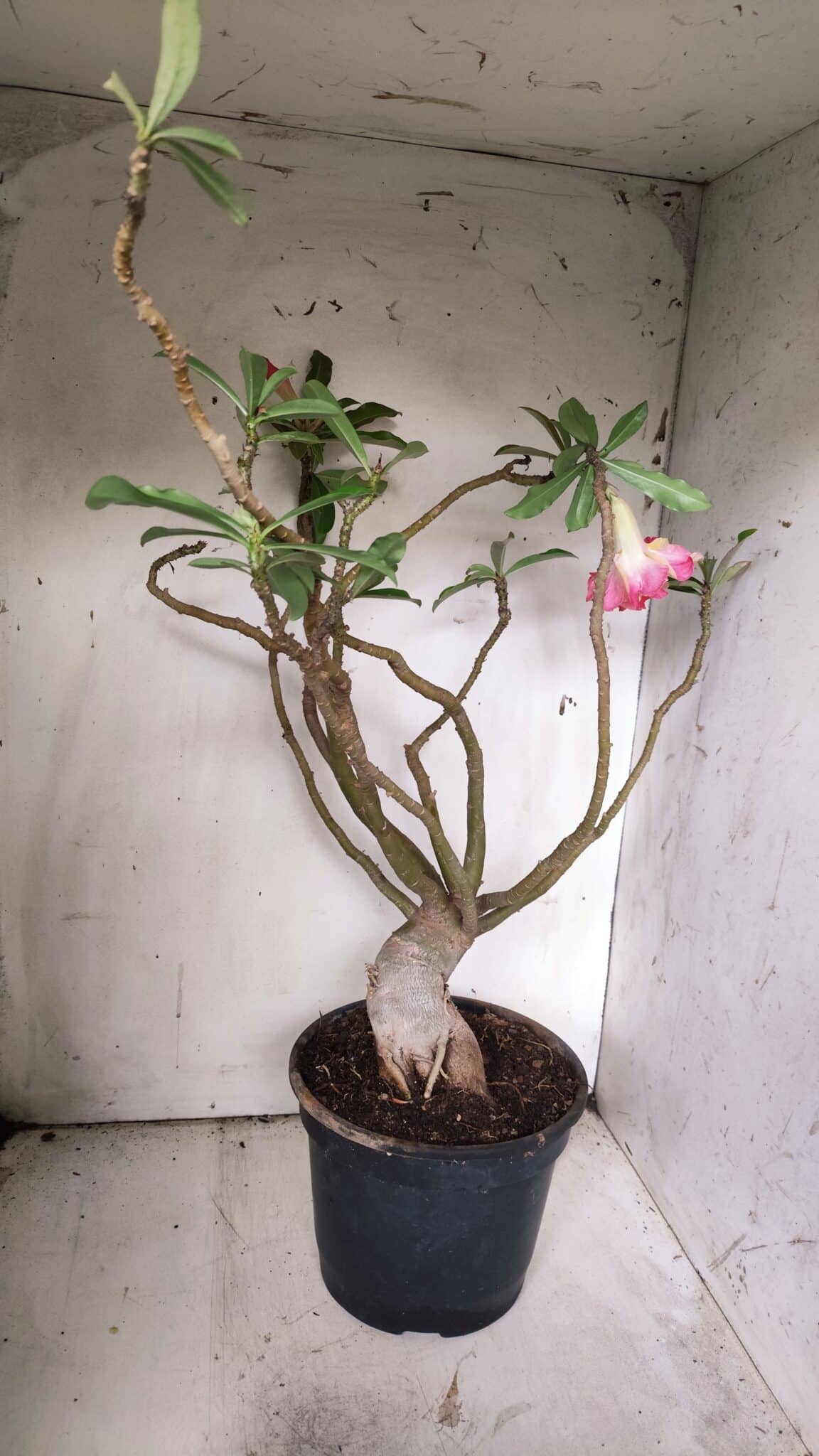 Planta Dobrada 3067 – 60cm – 05 anos