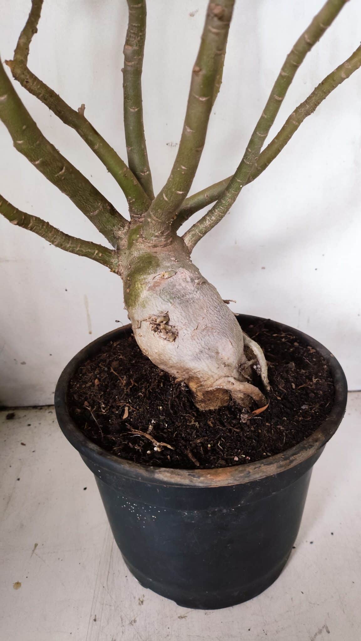 Planta Dobrada 3067 – 60cm – 05 anos