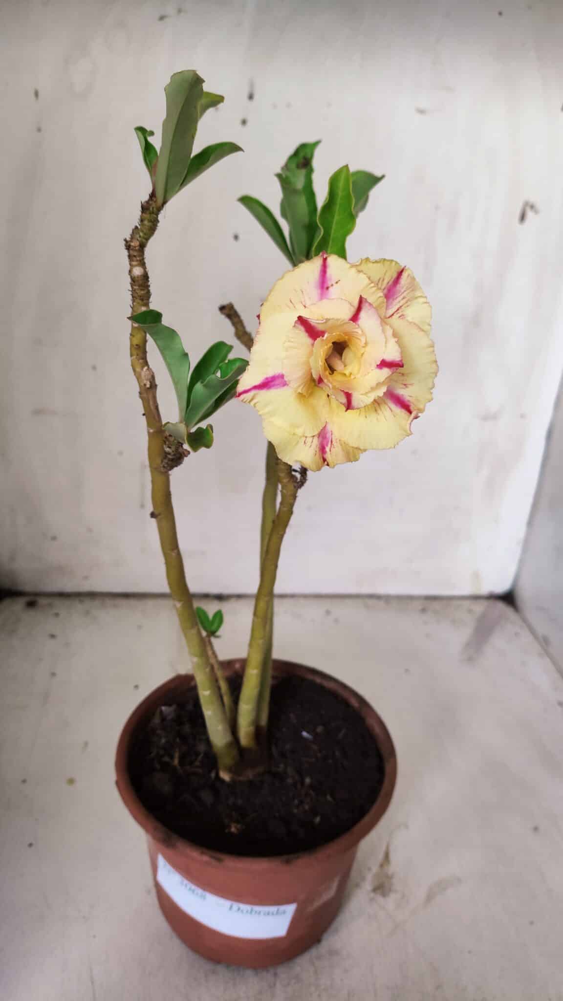 Planta Dobrada 3068 – 30cm – 02 anos
