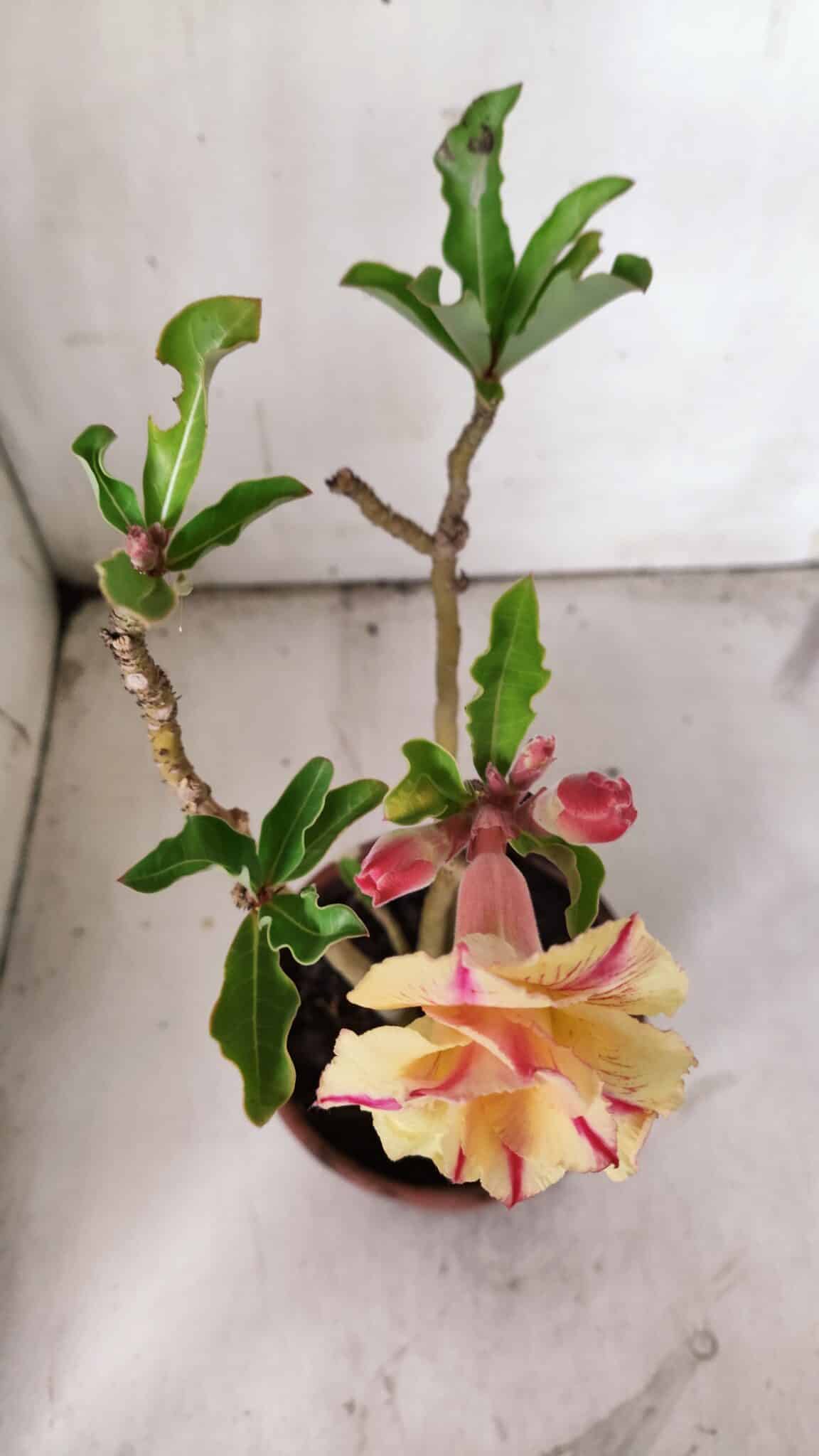 Planta Dobrada 3068 – 30cm – 02 anos