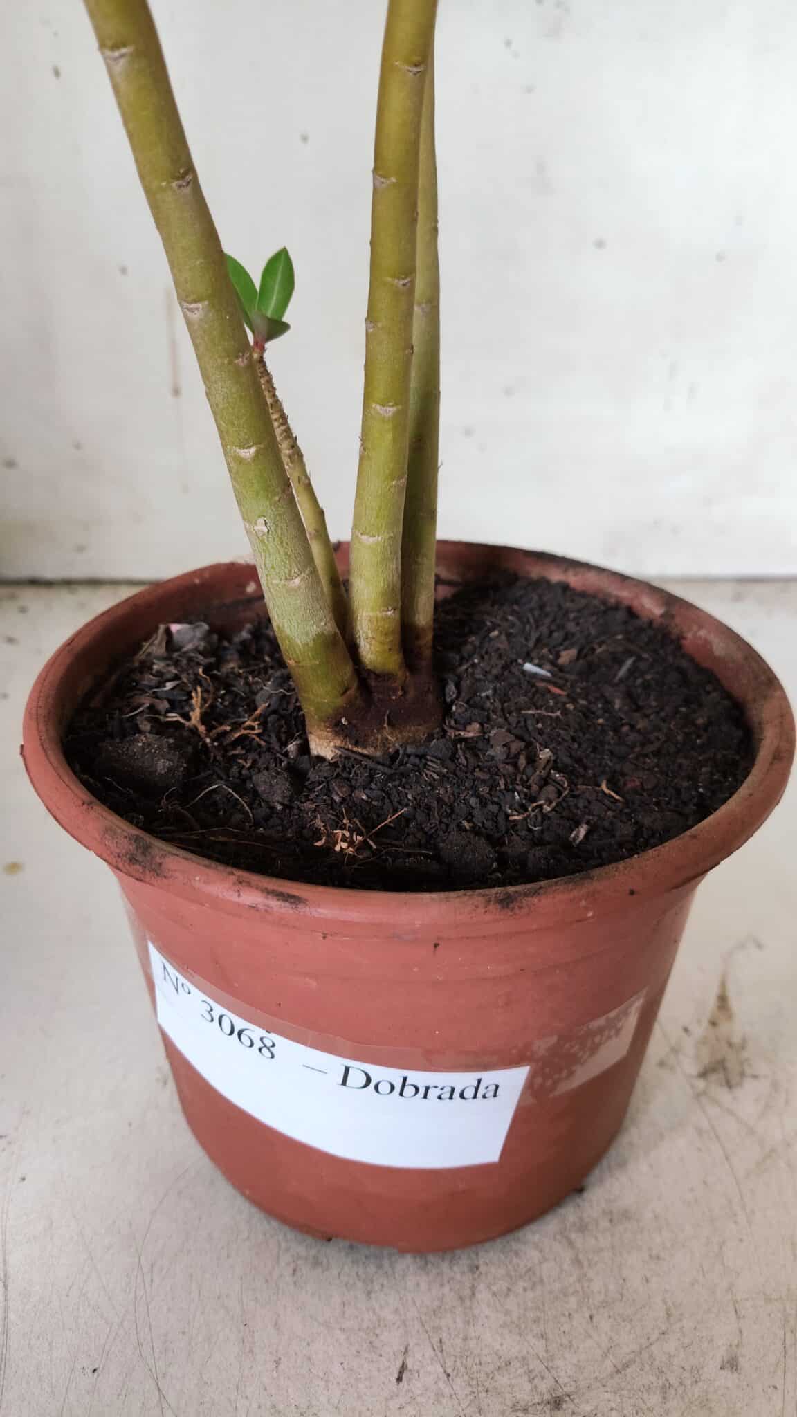 Planta Dobrada 3068 – 30cm – 02 anos