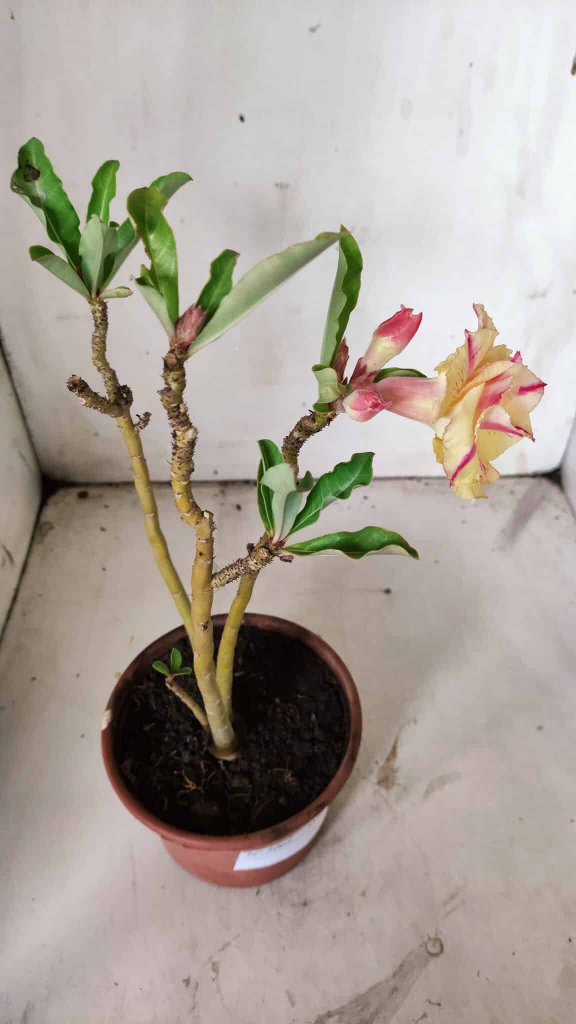 Planta Dobrada 3068 – 30cm – 02 anos