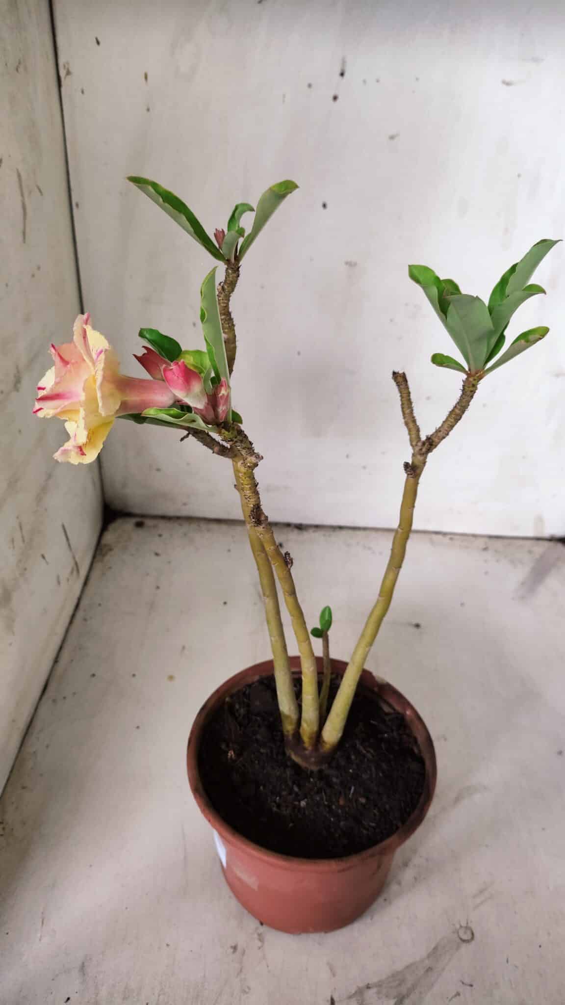 Planta Dobrada 3068 – 30cm – 02 anos