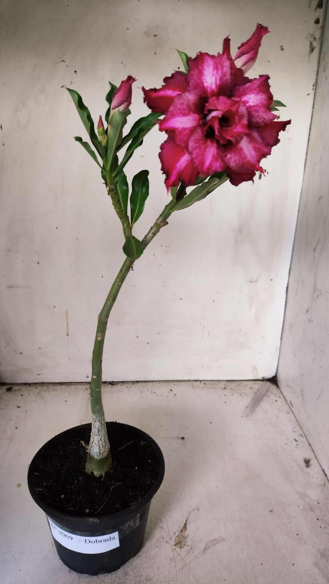Planta Dobrada 3069 – 30cm – 02 anos