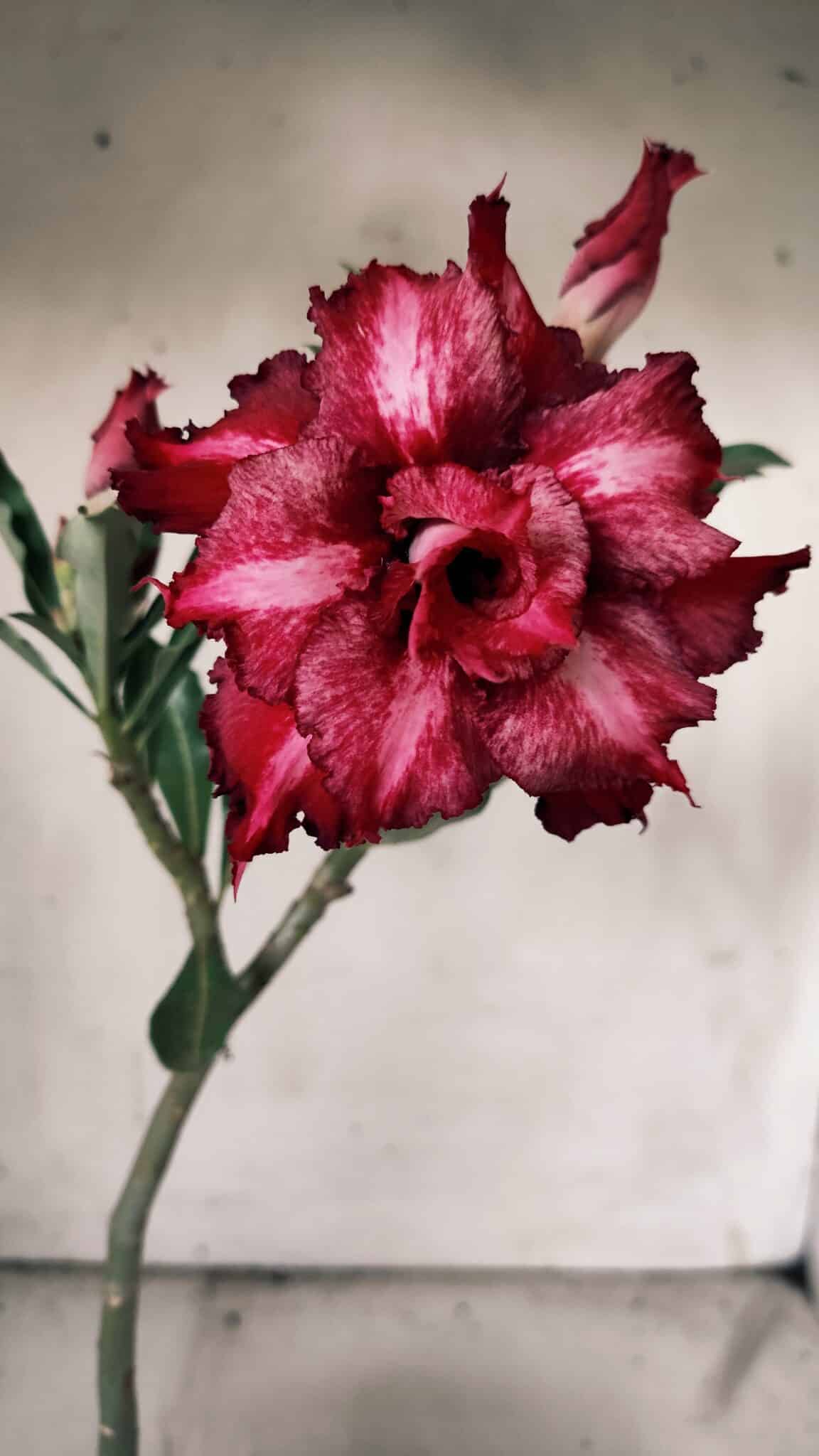 Planta Dobrada 3069 – 30cm – 02 anos