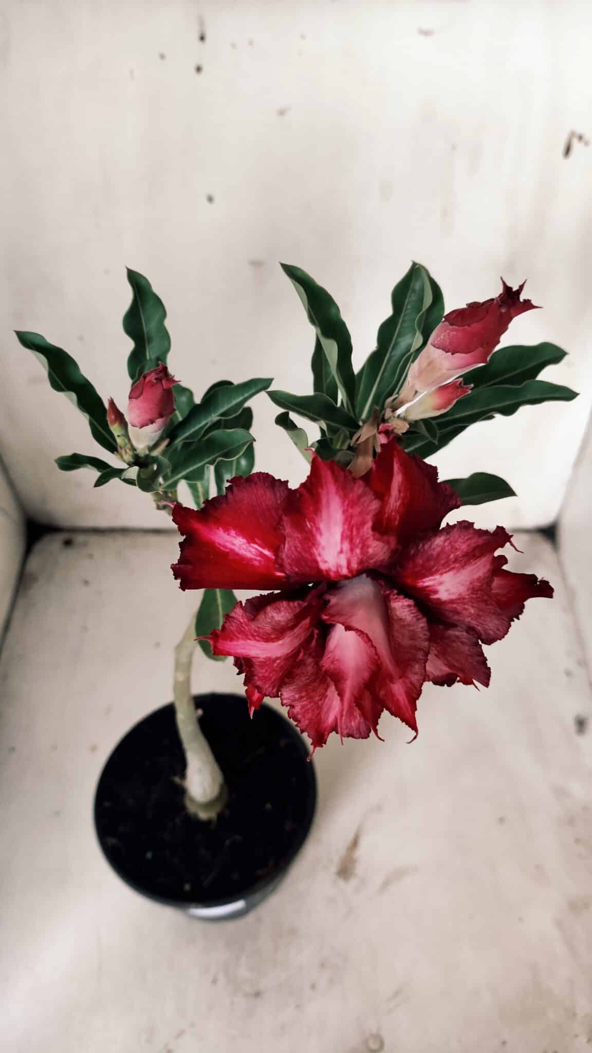 Planta Dobrada 3069 – 30cm – 02 anos