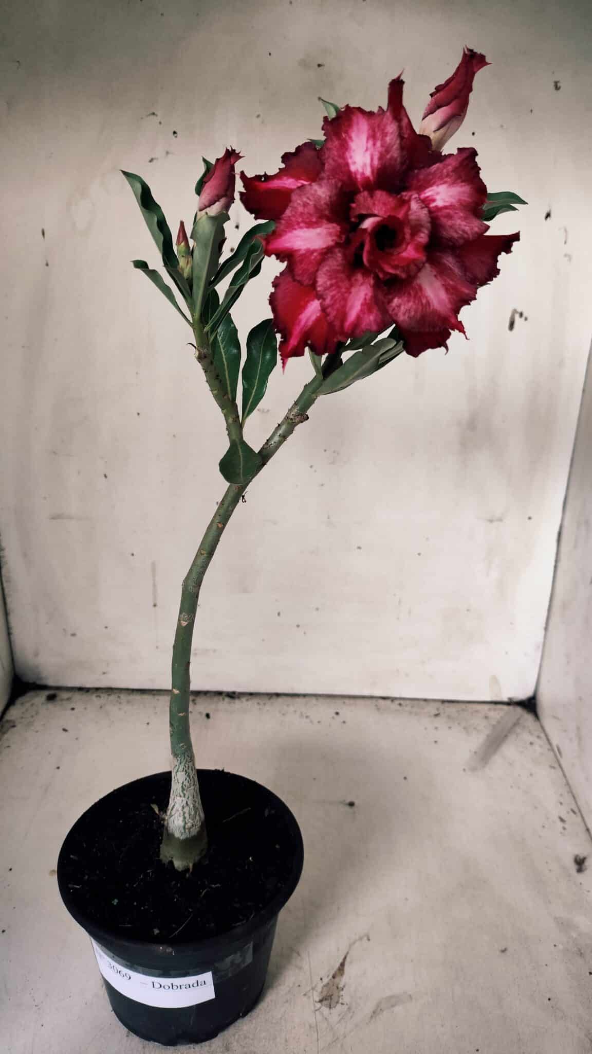 Planta Dobrada 3069 – 30cm – 02 anos