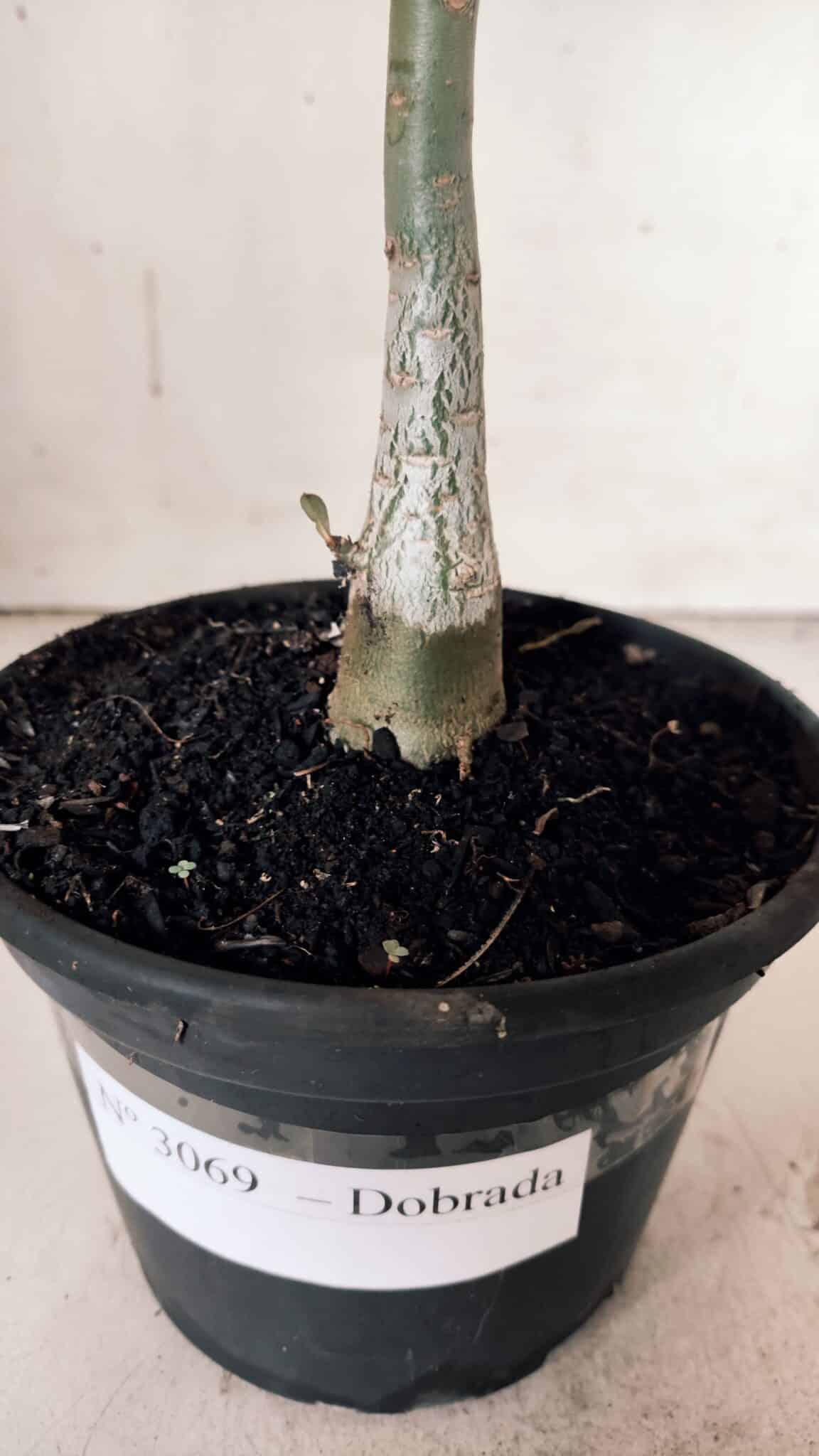 Planta Dobrada 3069 – 30cm – 02 anos