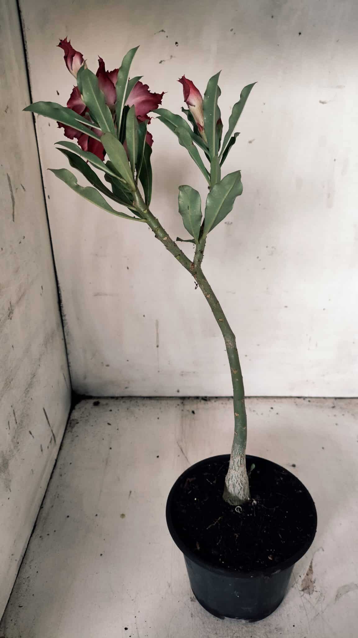 Planta Dobrada 3069 – 30cm – 02 anos
