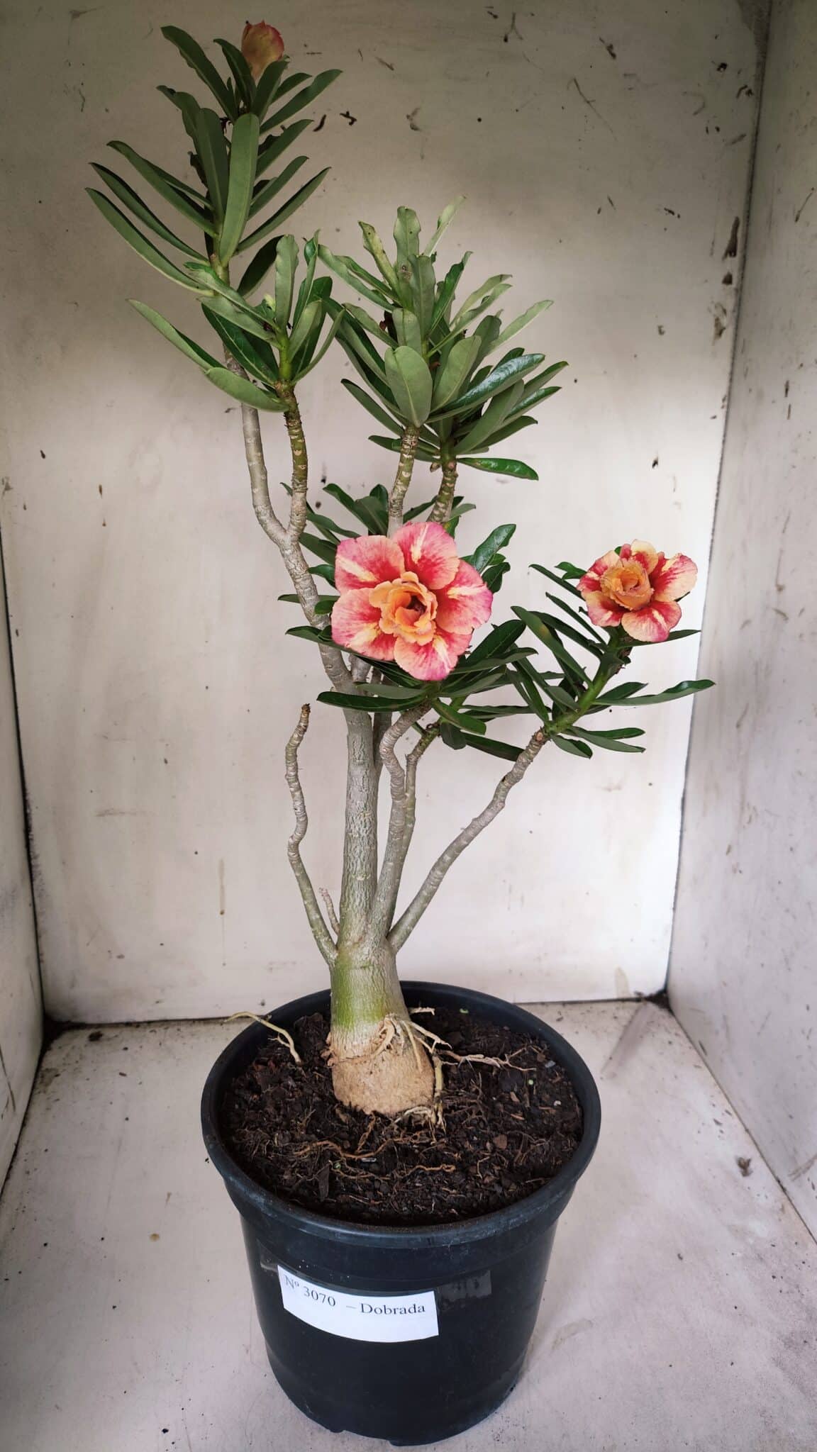 Planta Dobrada 3070 – 60cm – 04 anos