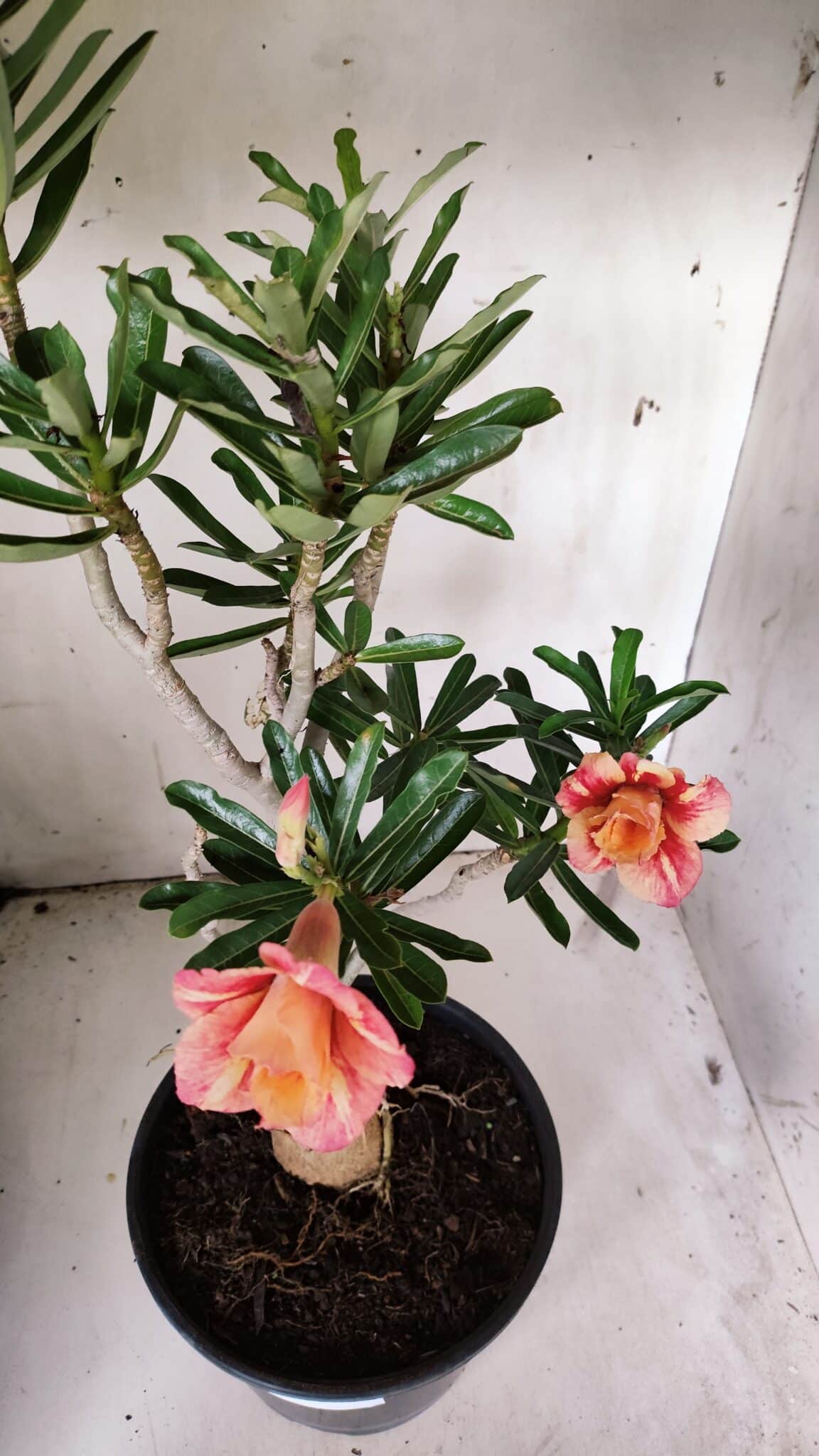 Planta Dobrada 3070 – 60cm – 04 anos