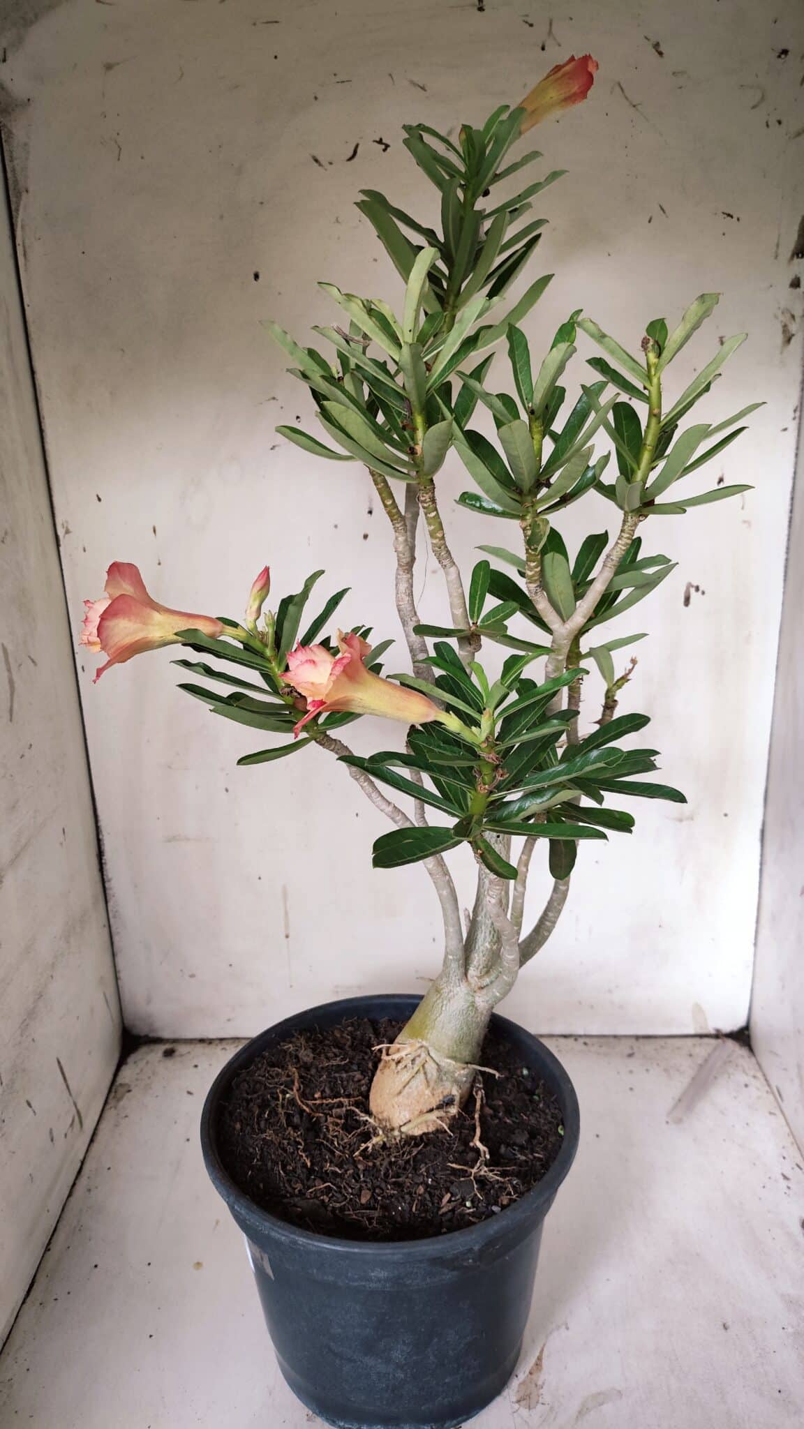 Planta Dobrada 3070 – 60cm – 04 anos