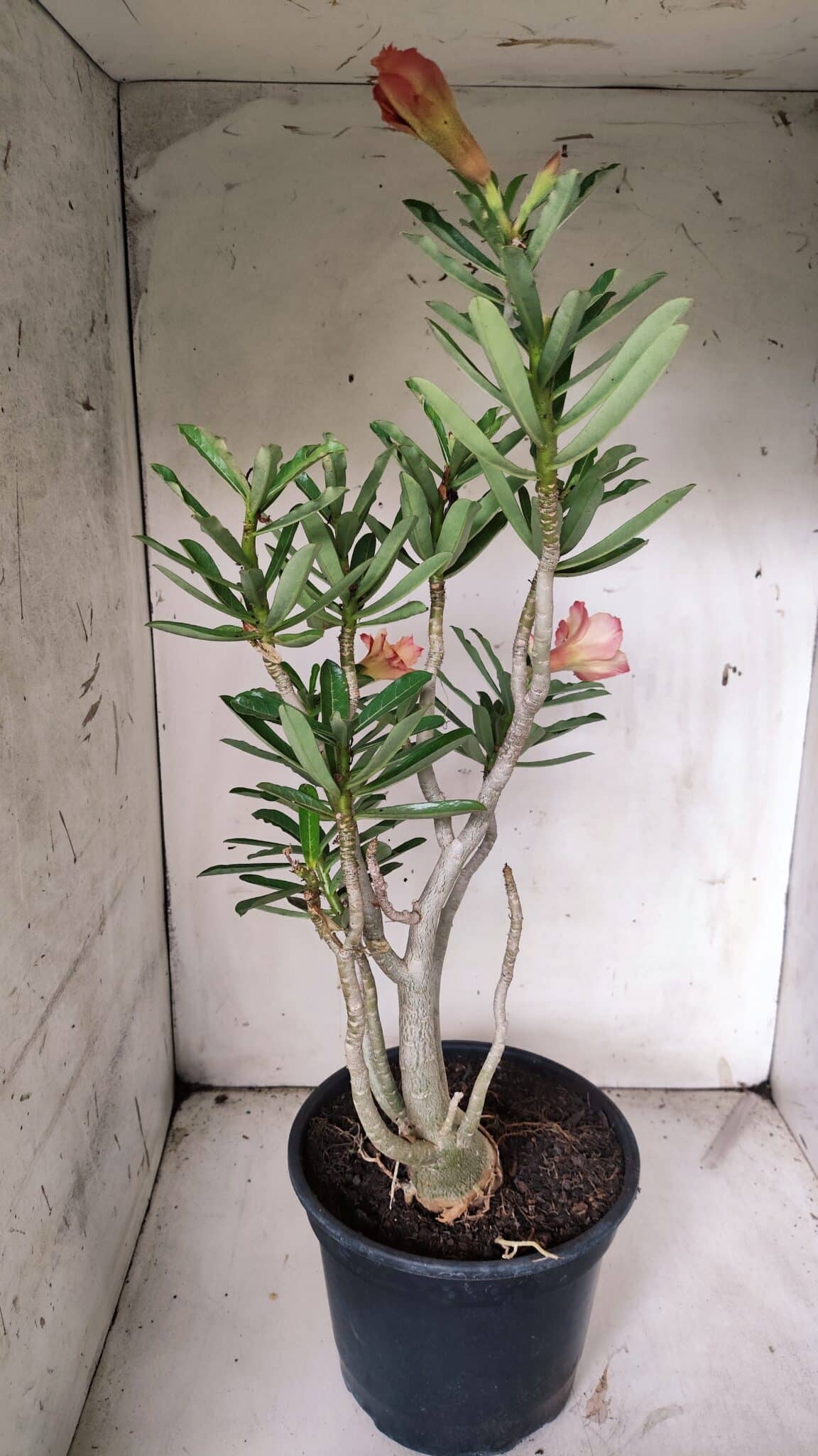 Planta Dobrada 3070 – 60cm – 04 anos