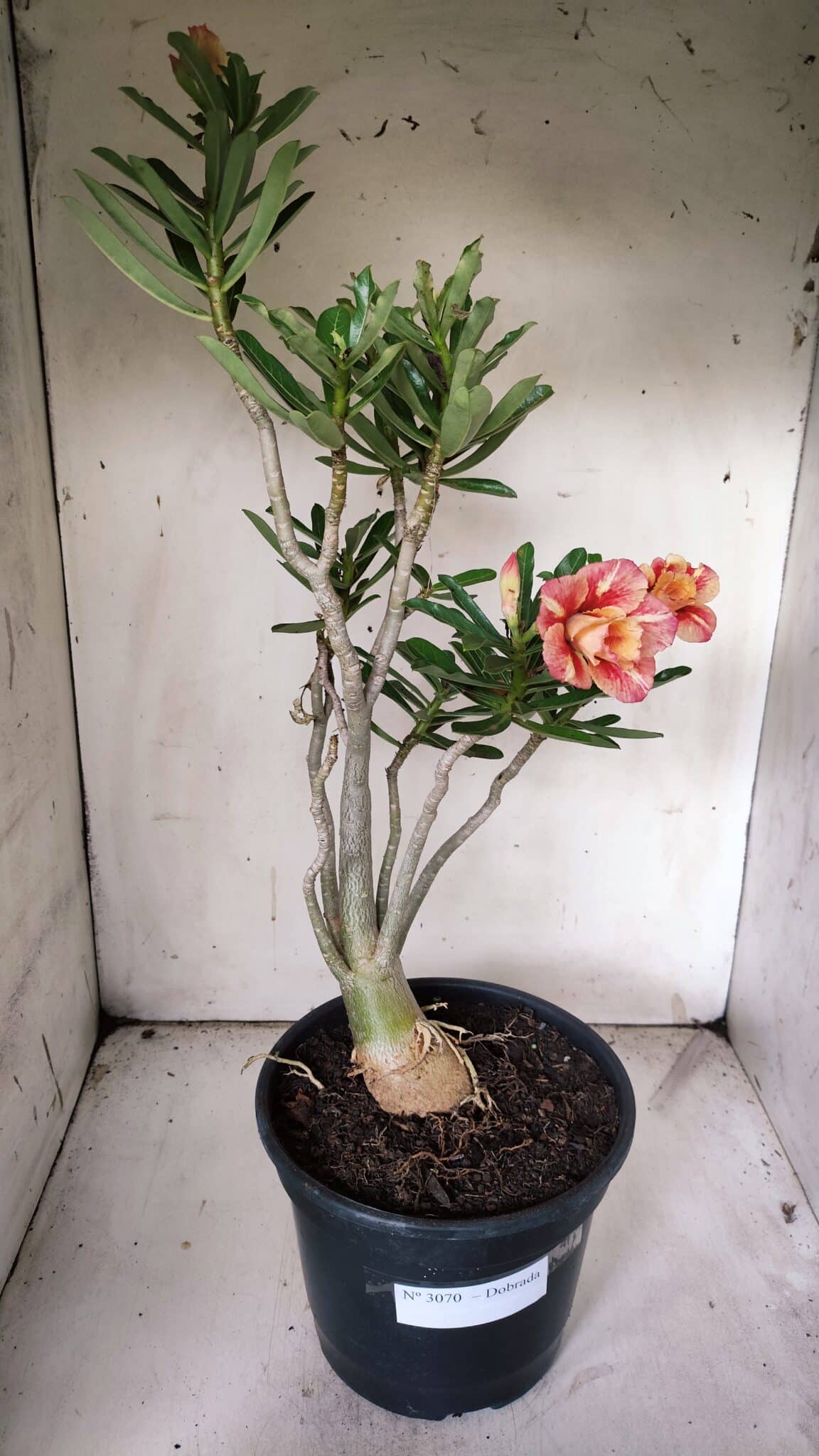 Planta Dobrada 3070 – 60cm – 04 anos