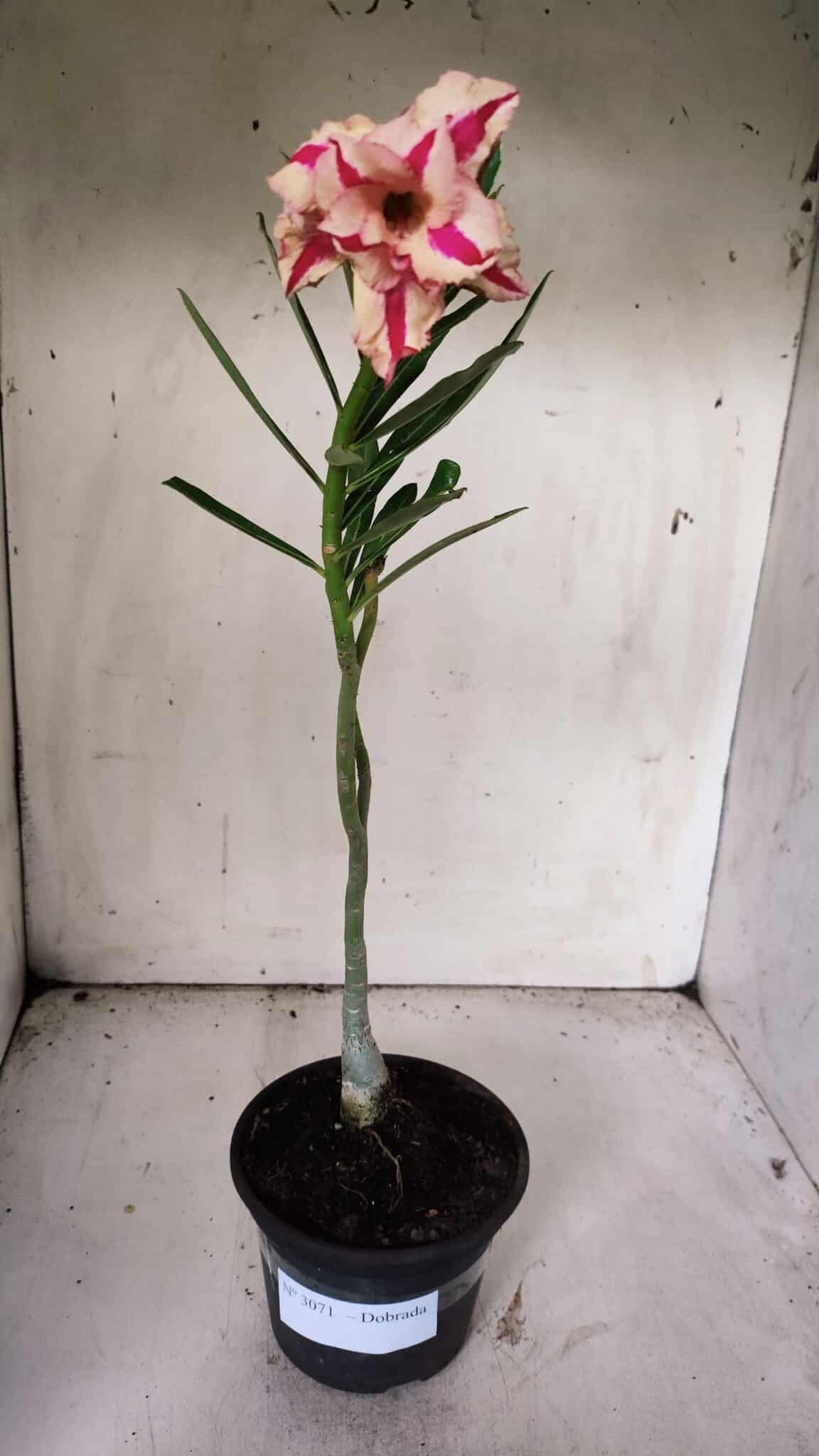 Planta Dobrada 3071 – 30cm – 02 anos