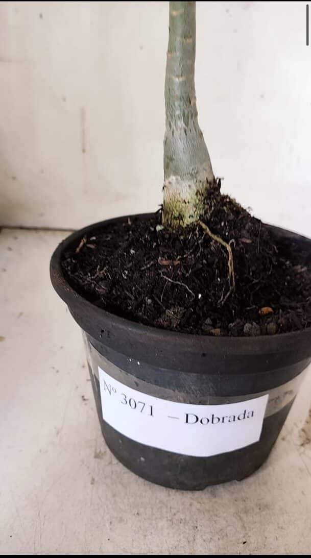 Planta Dobrada 3071 – 30cm – 02 anos