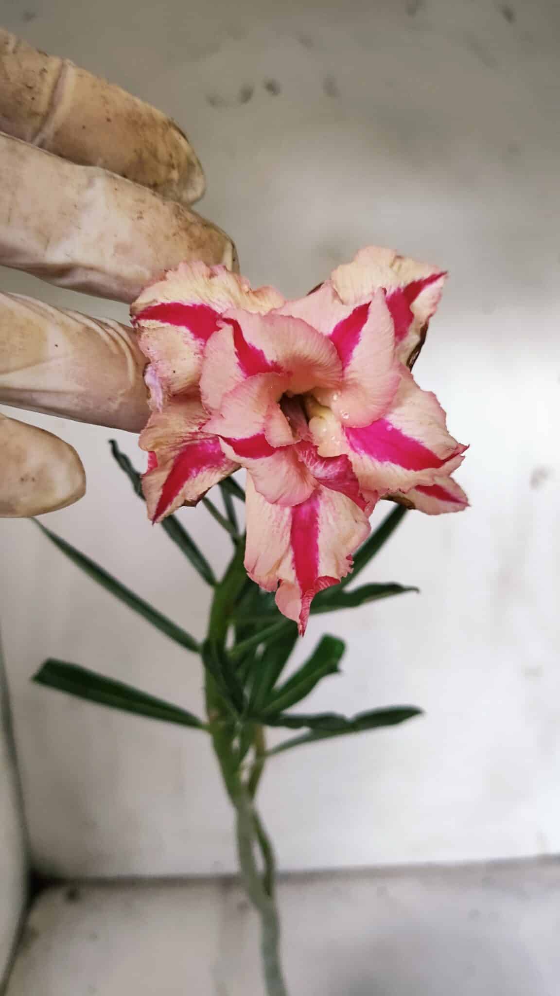 Planta Dobrada 3071 – 30cm – 02 anos