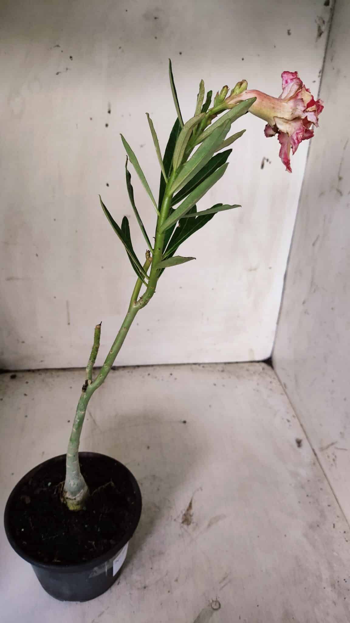 Planta Dobrada 3071 – 30cm – 02 anos