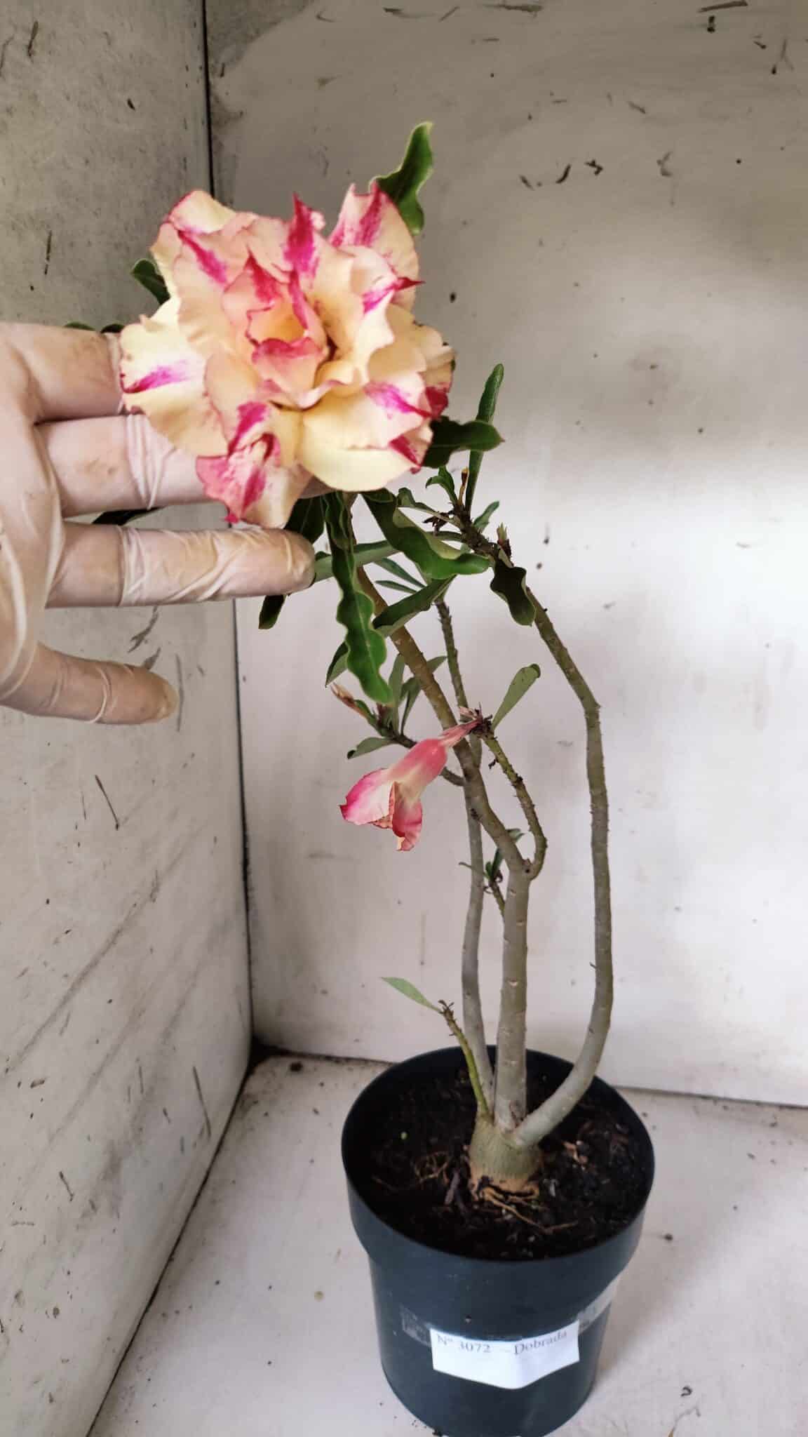 Planta Dobrada 3072 – 40cm – 03 anos