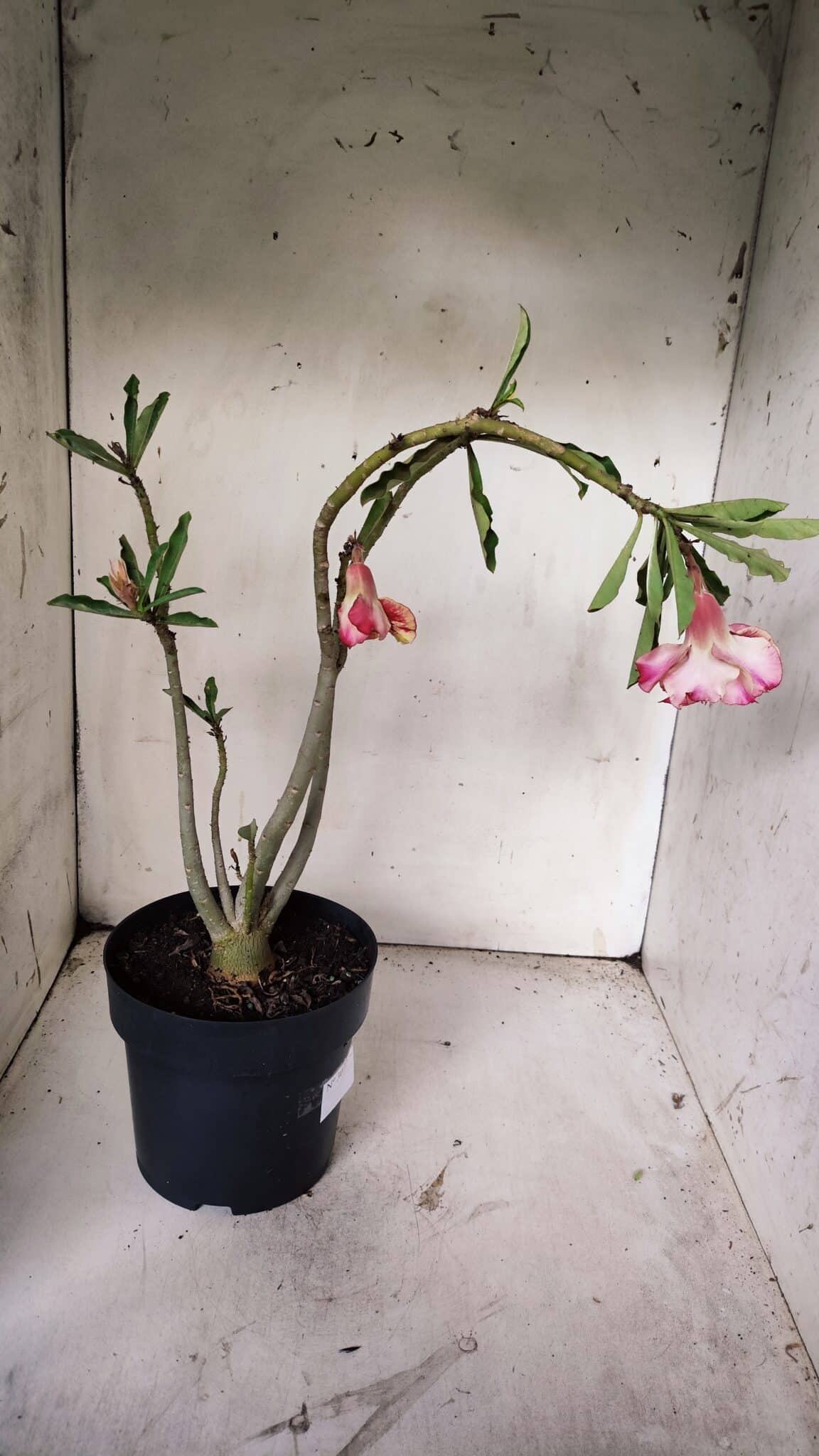 Planta Dobrada 3072 – 40cm – 03 anos