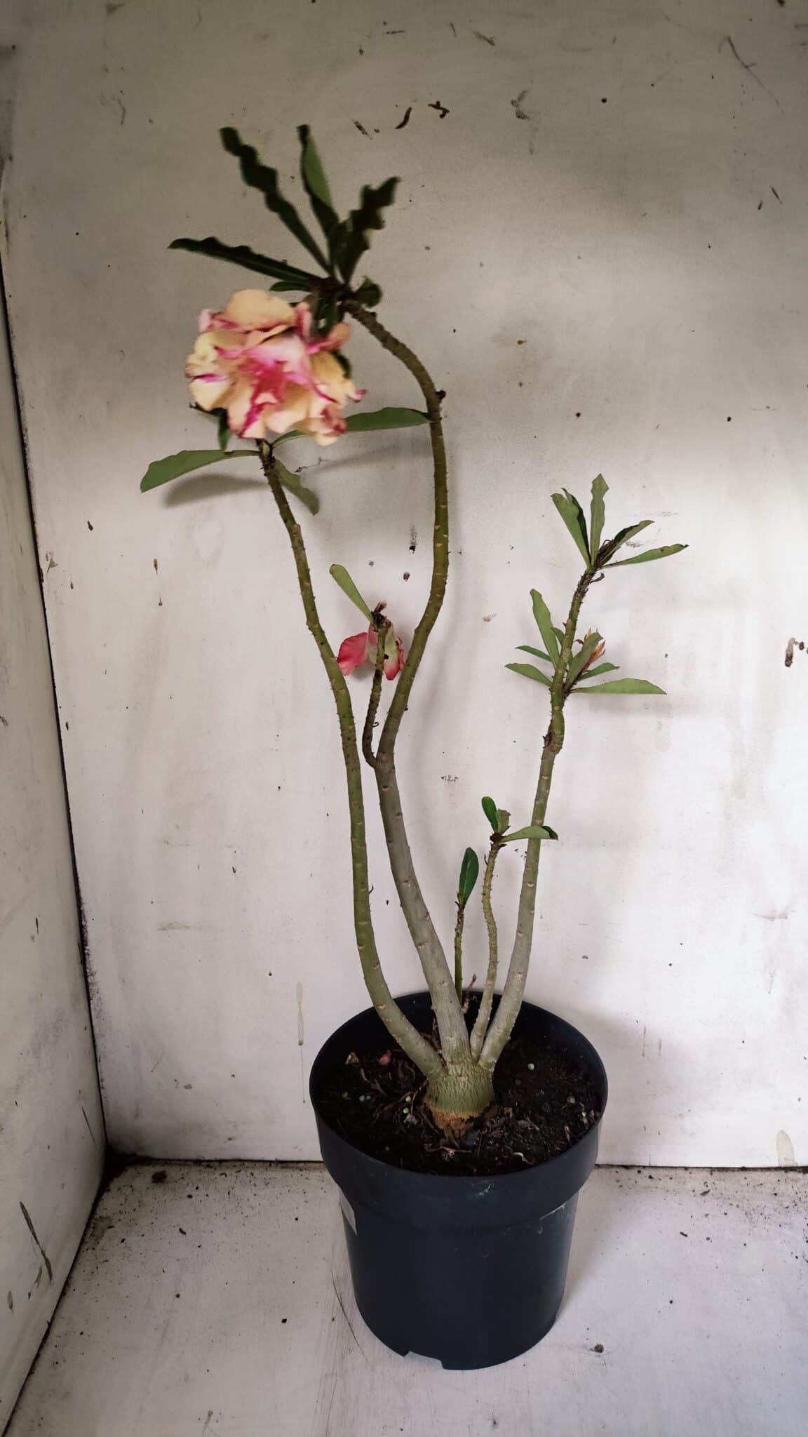Planta Dobrada 3072 – 40cm – 03 anos