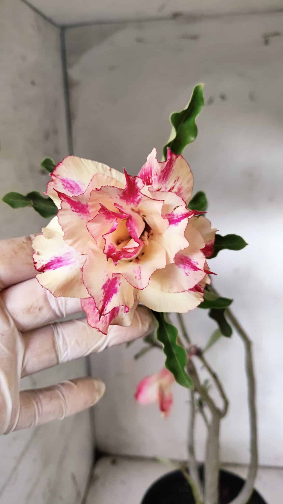Planta Dobrada 3072 – 40cm – 03 anos
