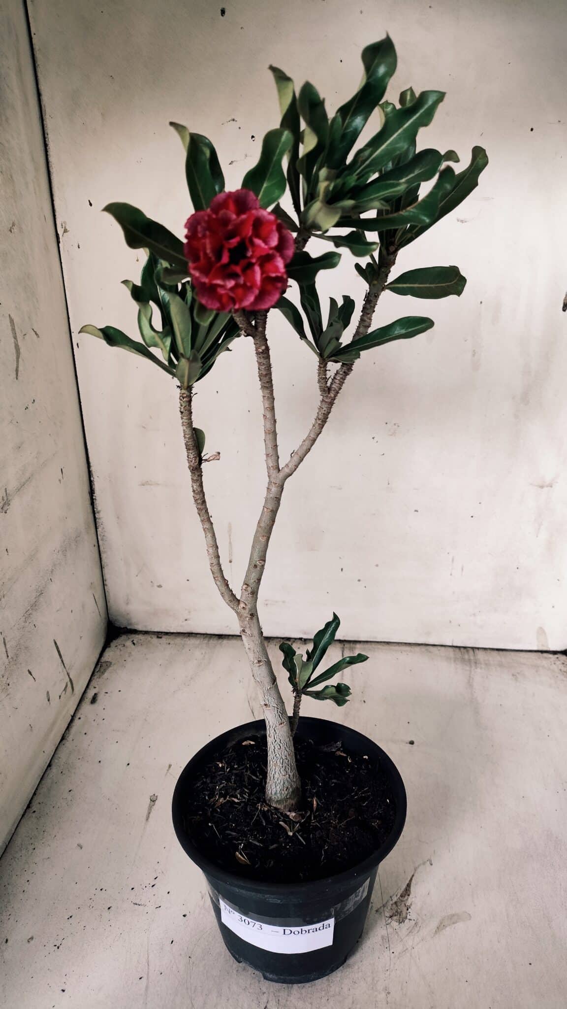 Planta Dobrada 3073 – 30cm – 02 anos