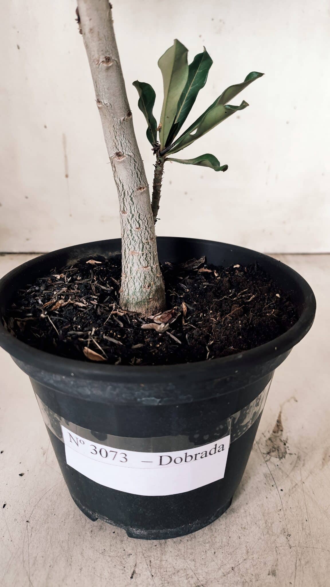 Planta Dobrada 3073 – 30cm – 02 anos