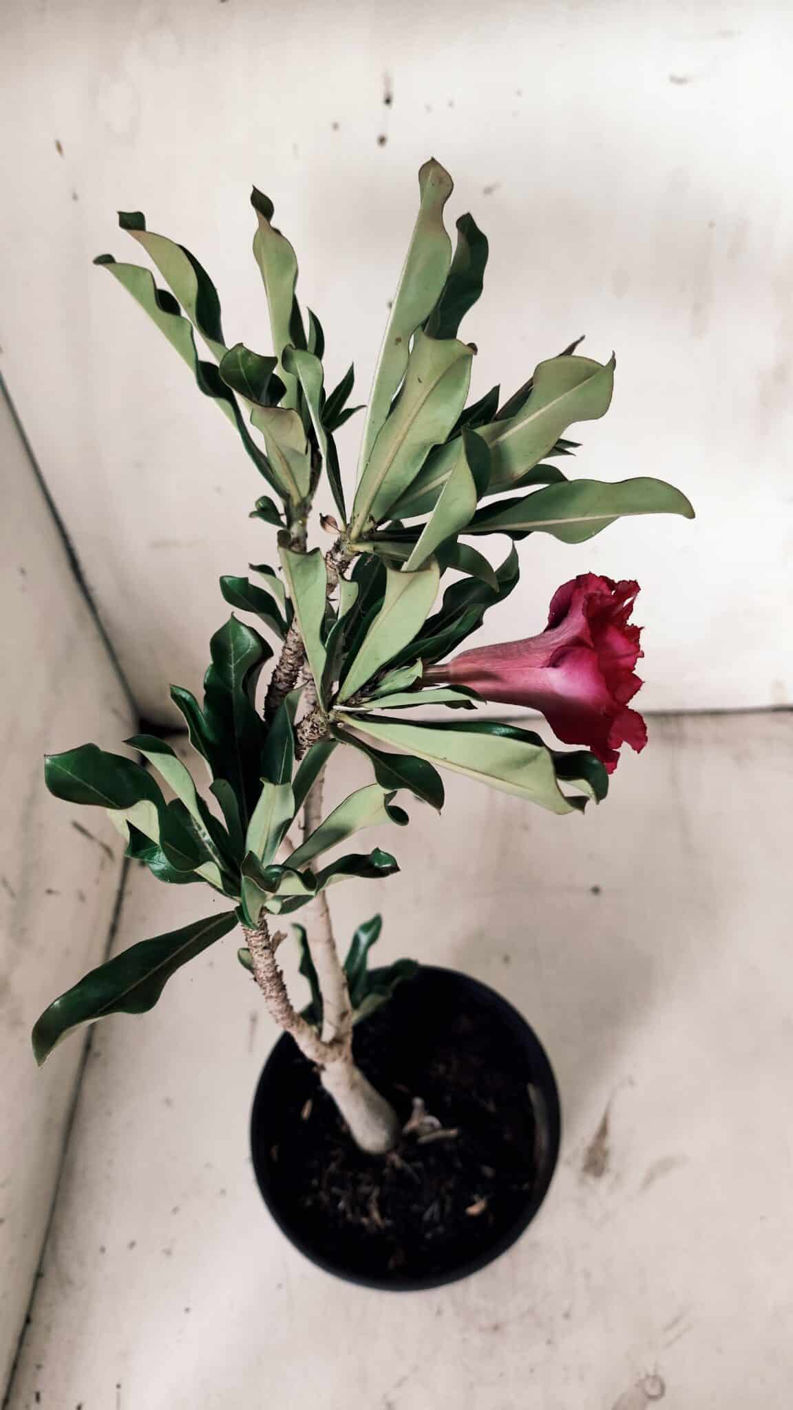Planta Dobrada 3073 – 30cm – 02 anos