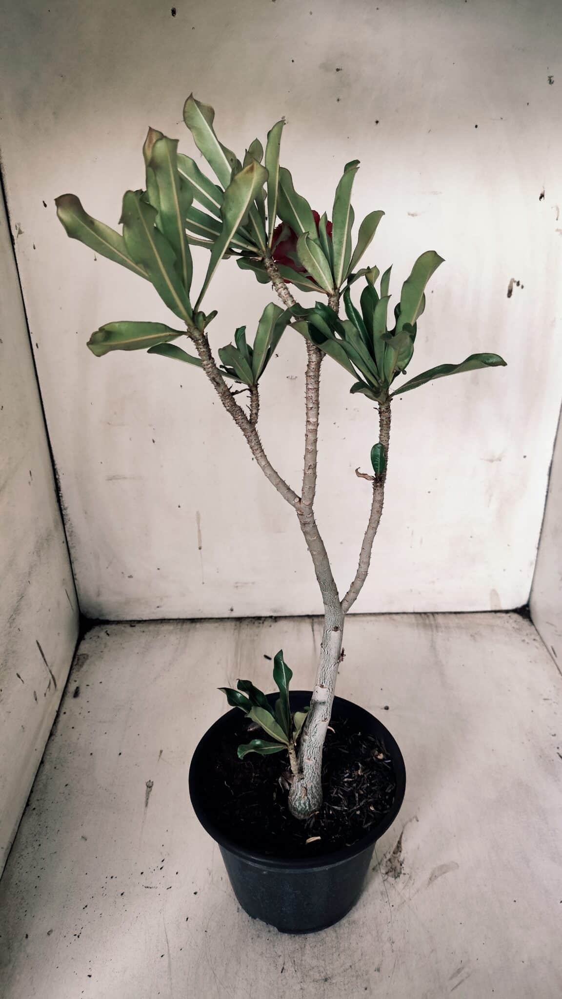Planta Dobrada 3073 – 30cm – 02 anos