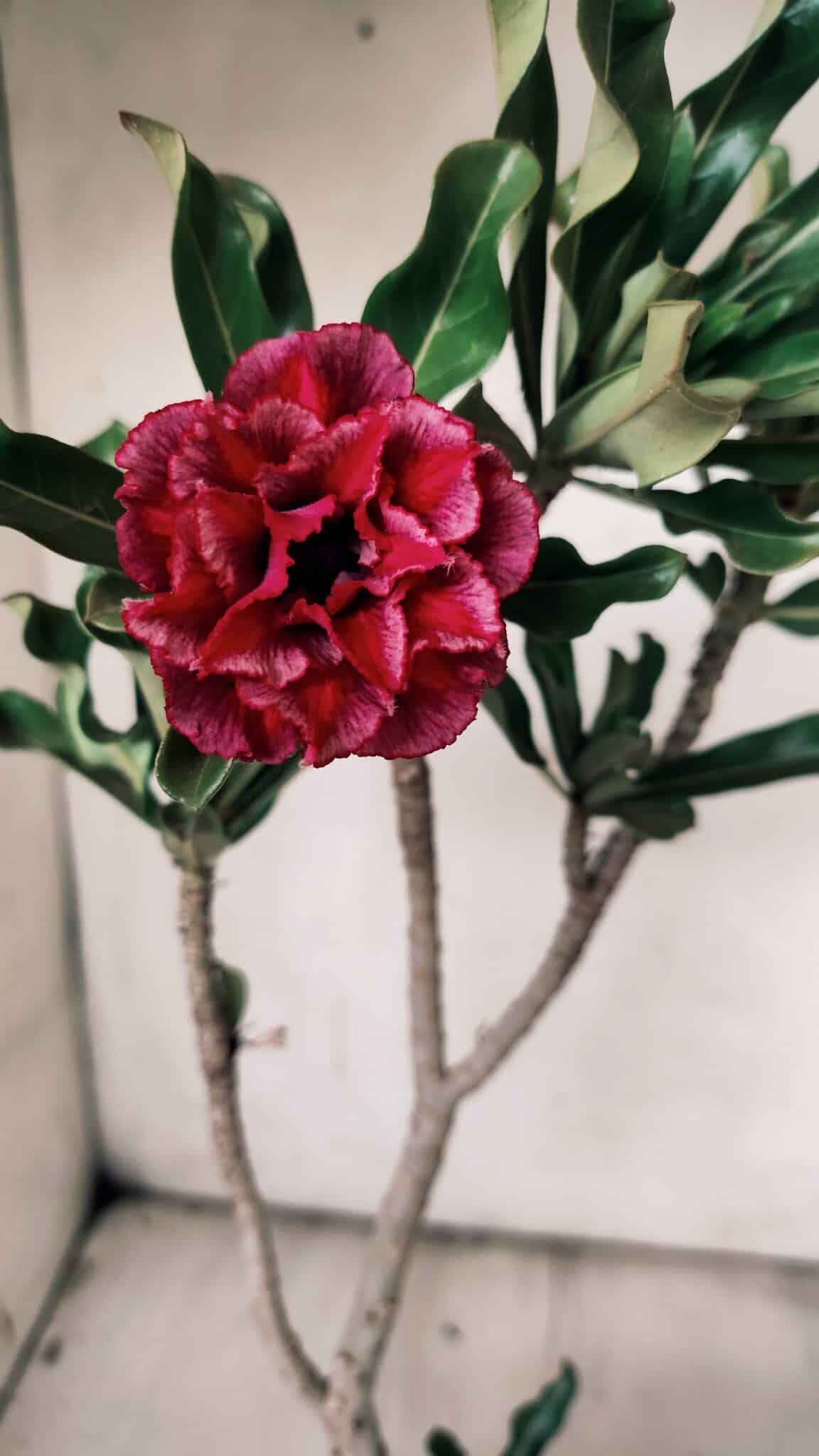 Planta Dobrada 3073 – 30cm – 02 anos