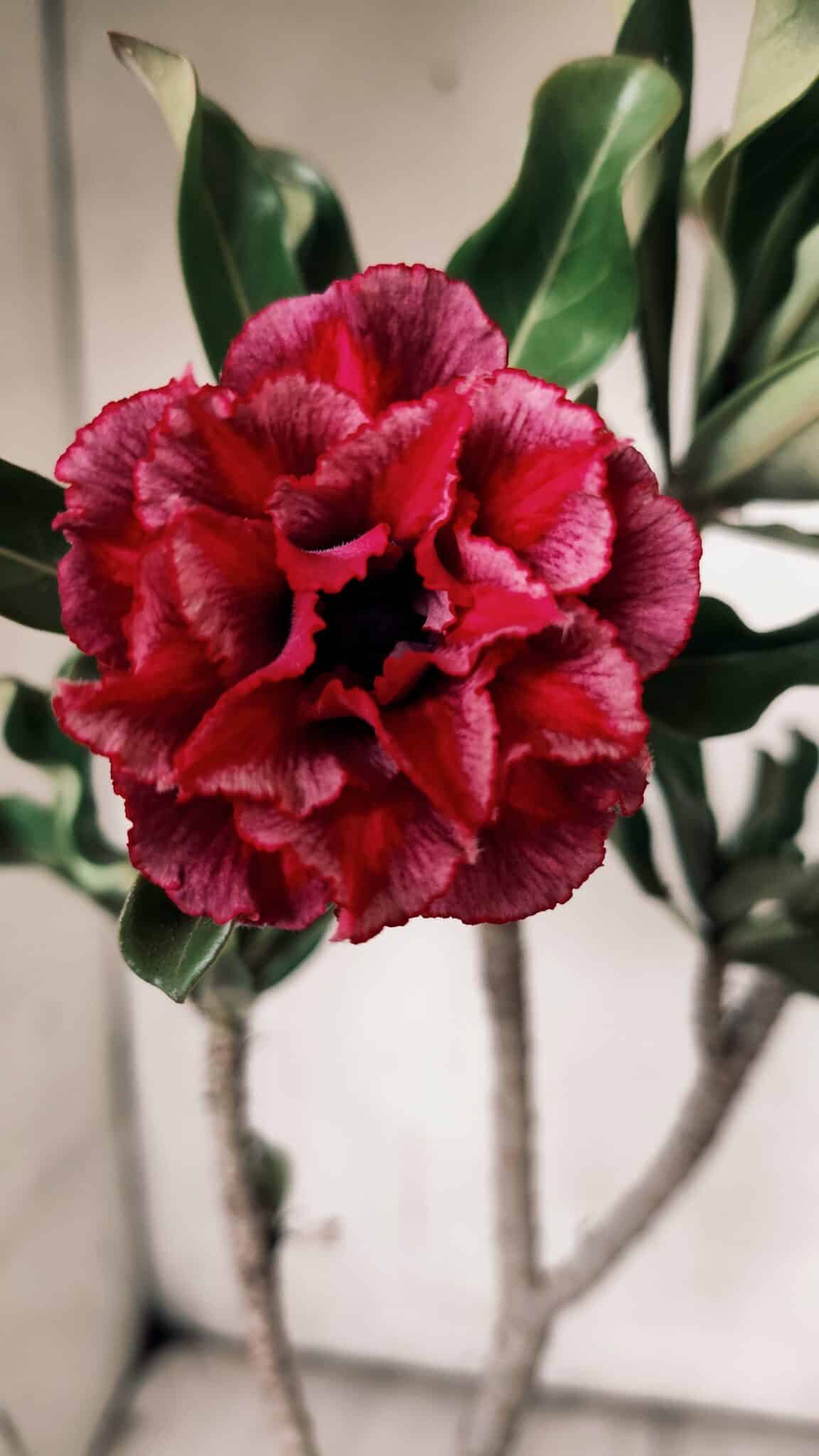 Planta Dobrada 3073 – 30cm – 02 anos