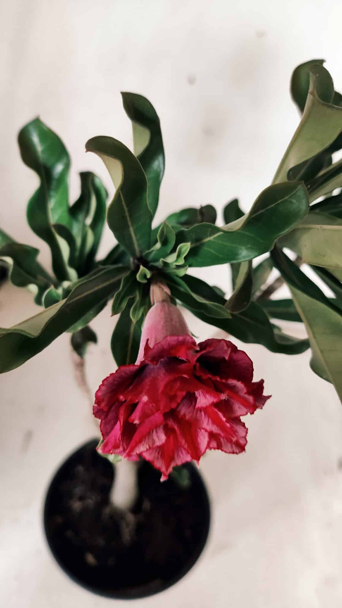 Planta Dobrada 3073 – 30cm – 02 anos
