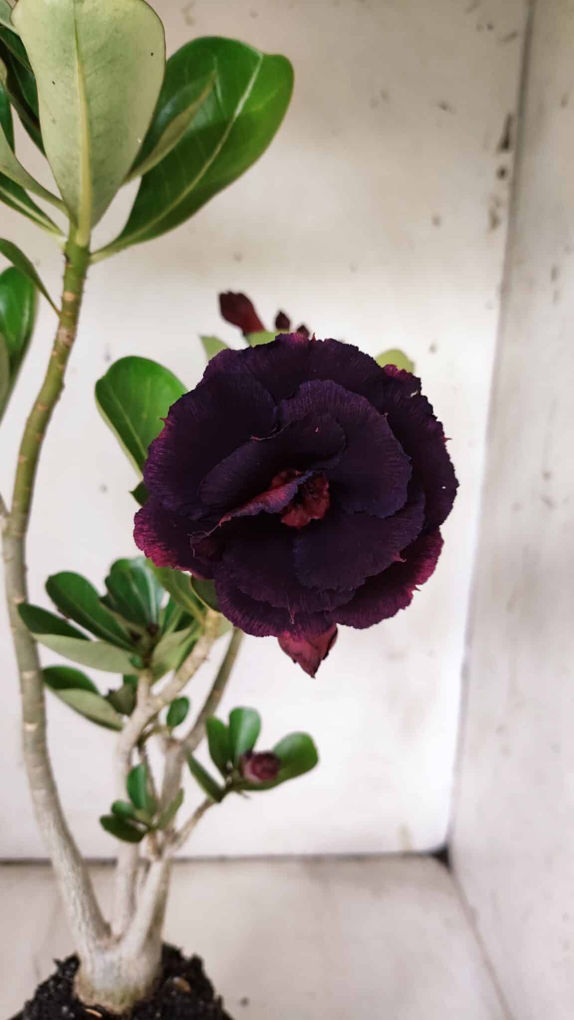Planta Dobrada 3074 – 40cm – 03 anos