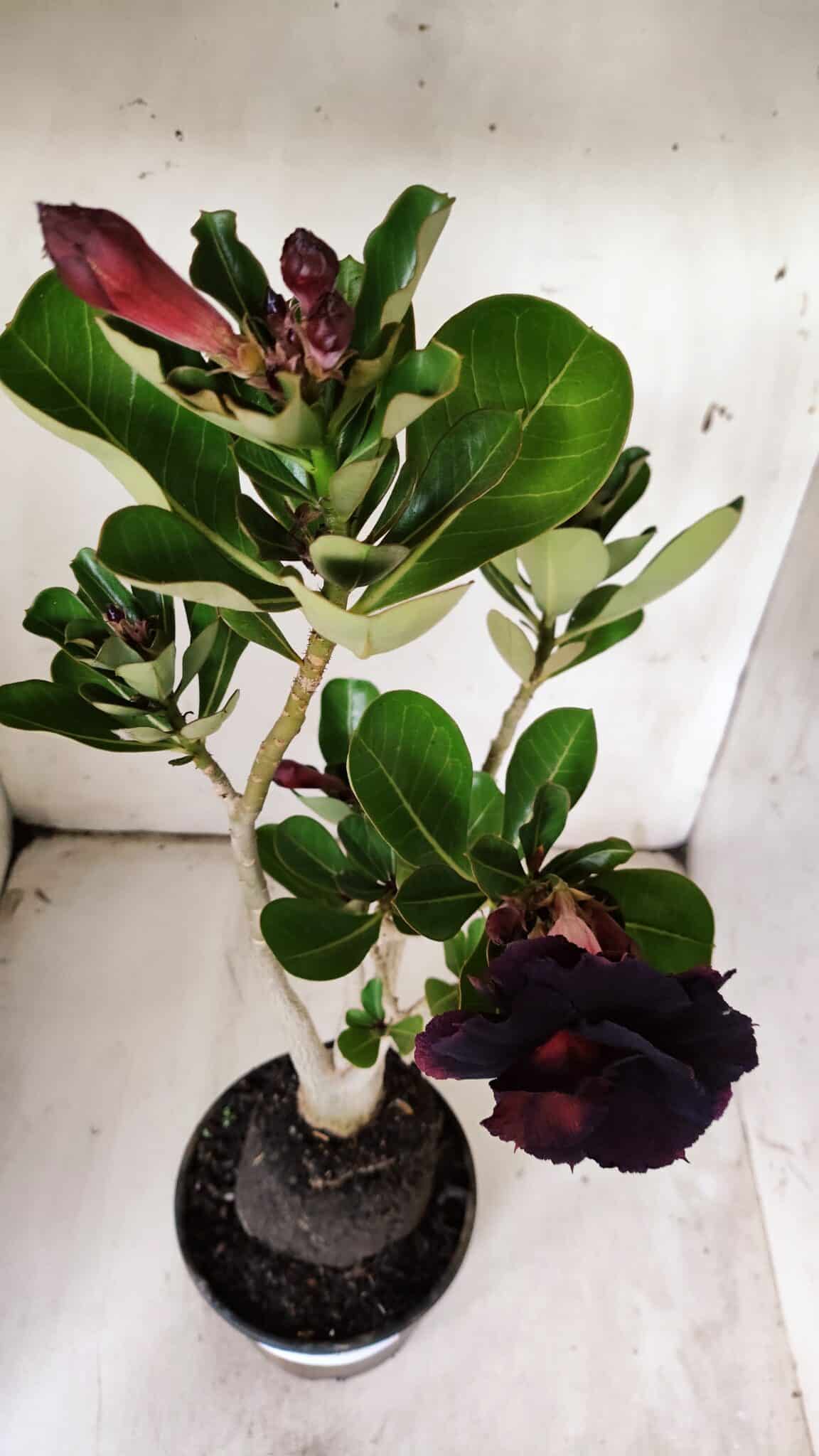Planta Dobrada 3074 – 40cm – 03 anos