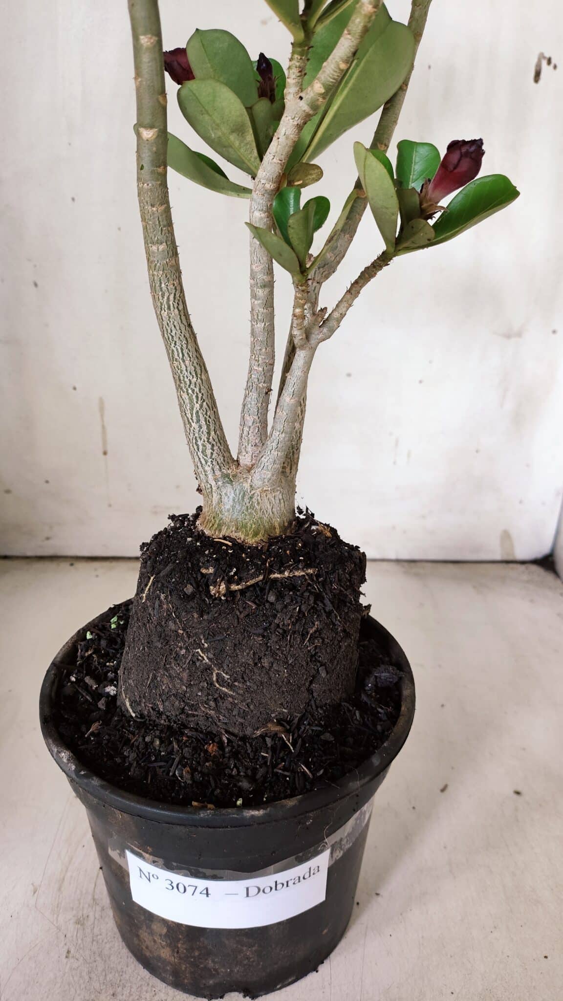 Planta Dobrada 3074 – 40cm – 03 anos