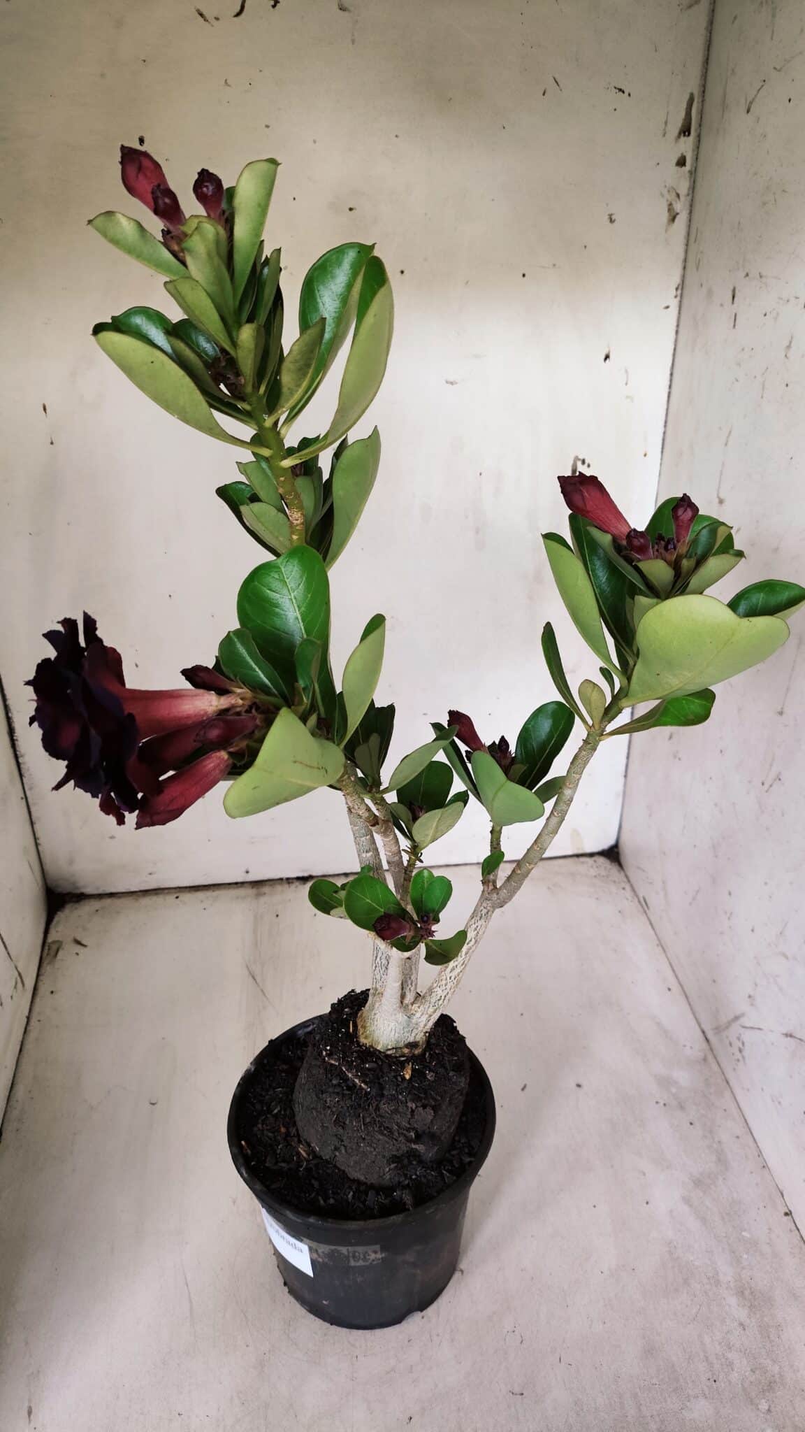 Planta Dobrada 3074 – 40cm – 03 anos