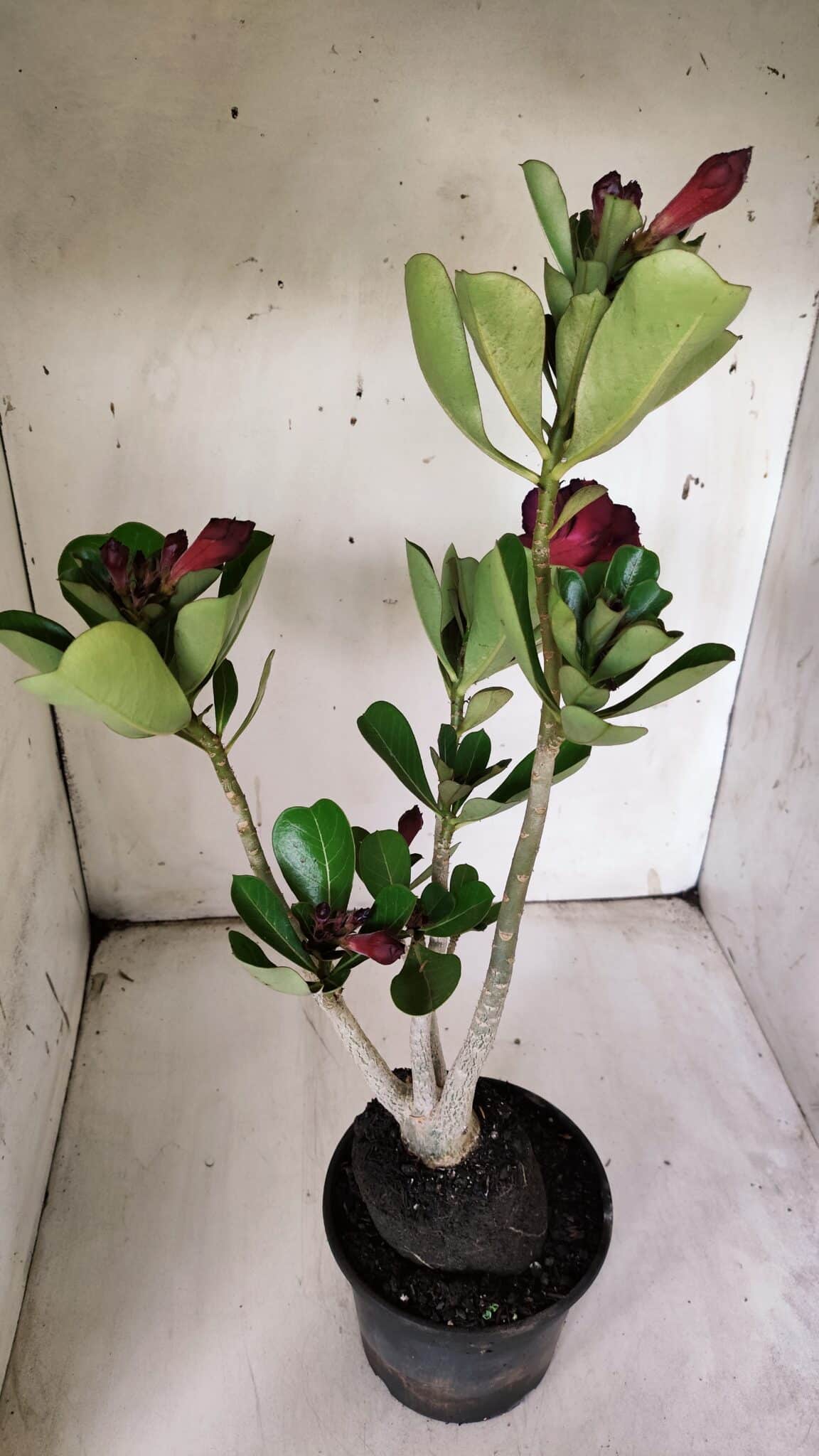 Planta Dobrada 3074 – 40cm – 03 anos