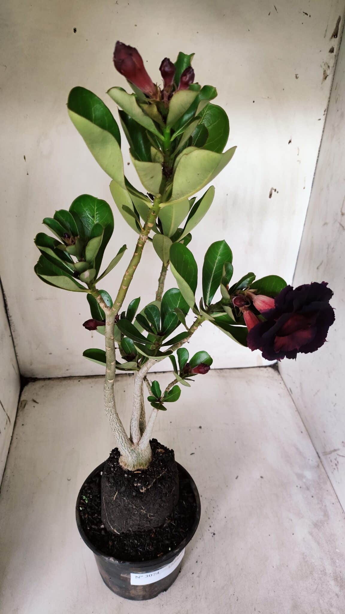 Planta Dobrada 3074 – 40cm – 03 anos