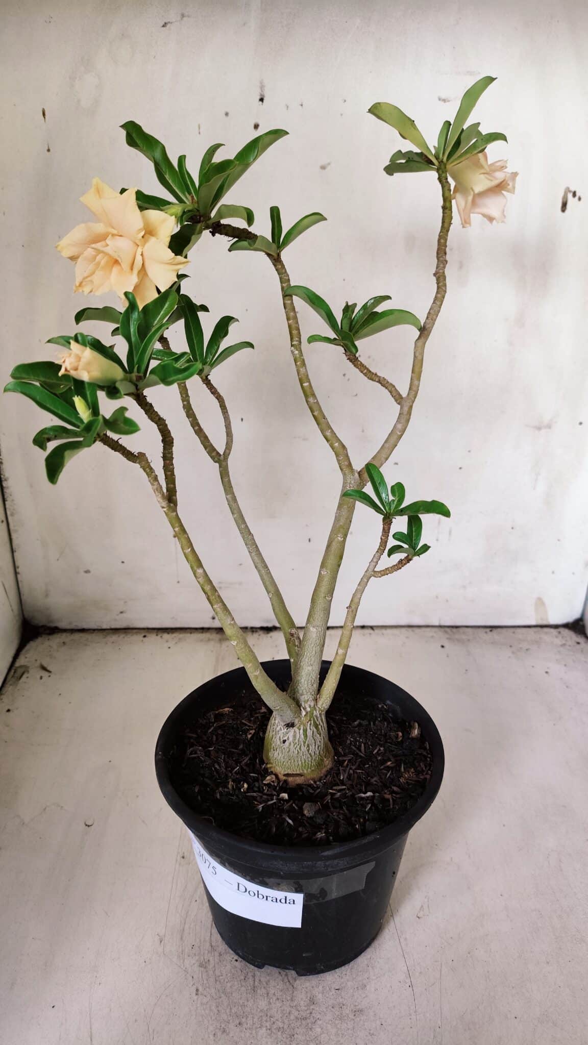Planta Dobrada 3075 – 30cm – 02 anos