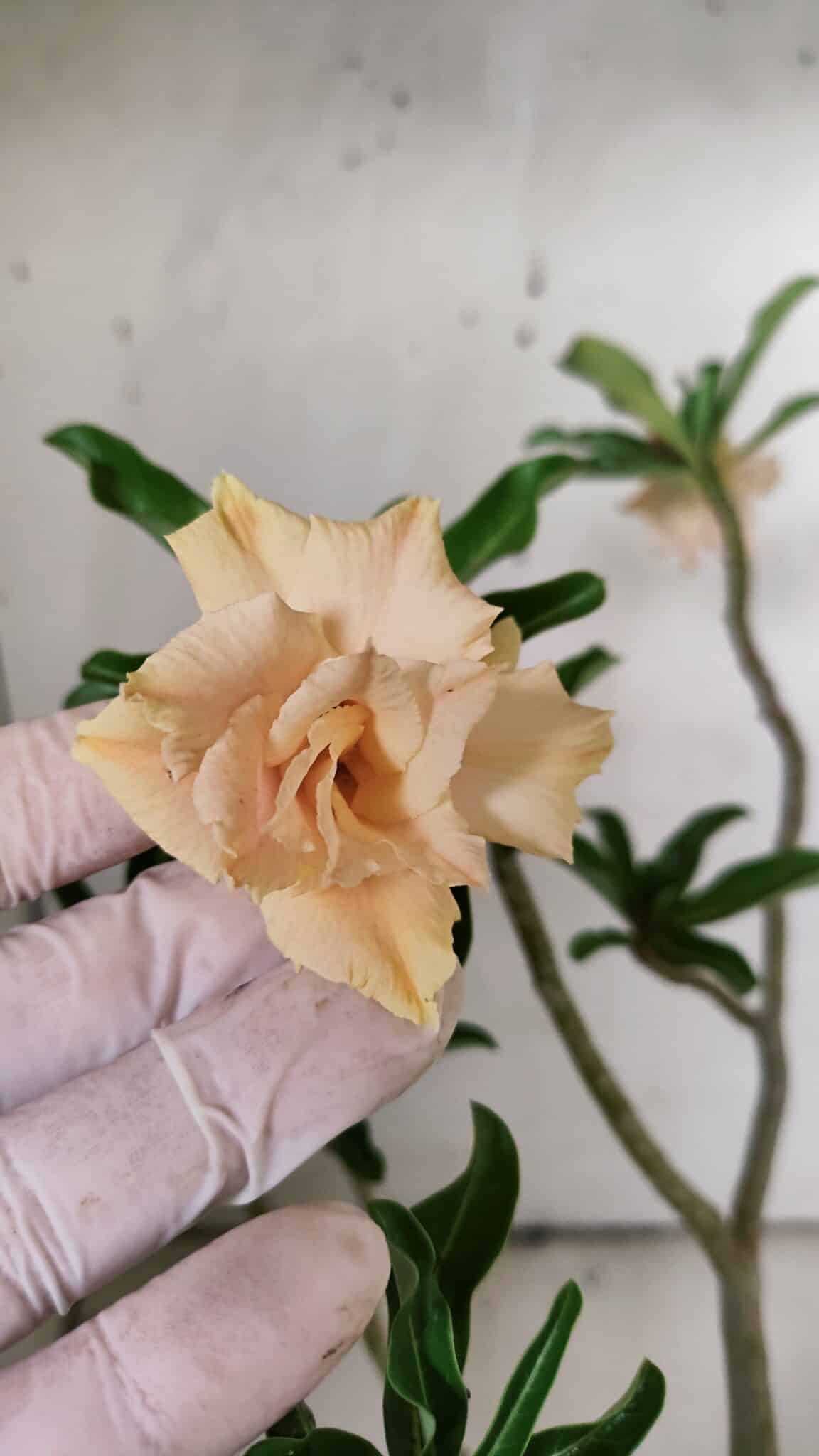 Planta Dobrada 3075 – 30cm – 02 anos